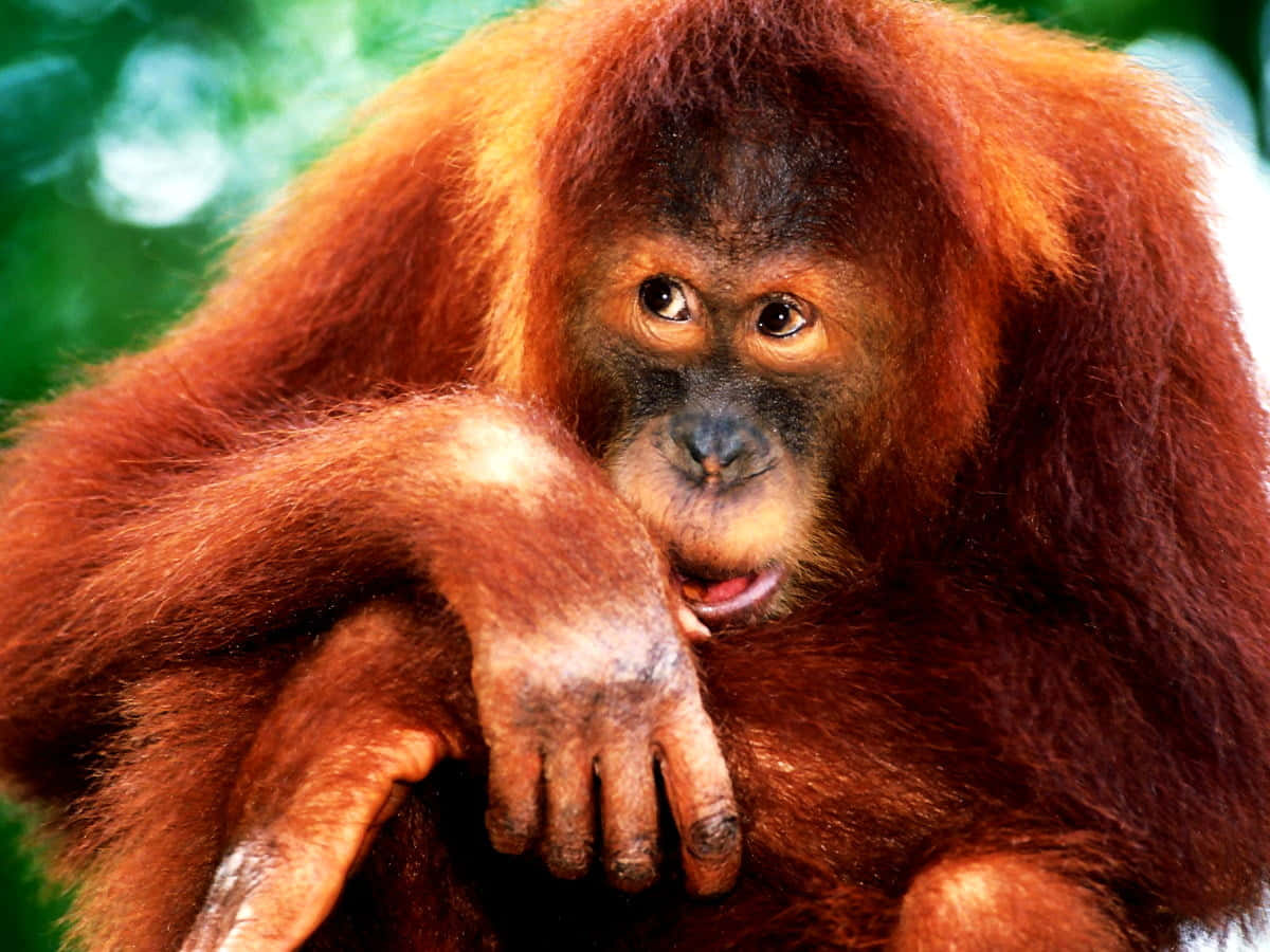 red haired apes, orangutan, fiery red fur, SD Desktop Wallpaper
