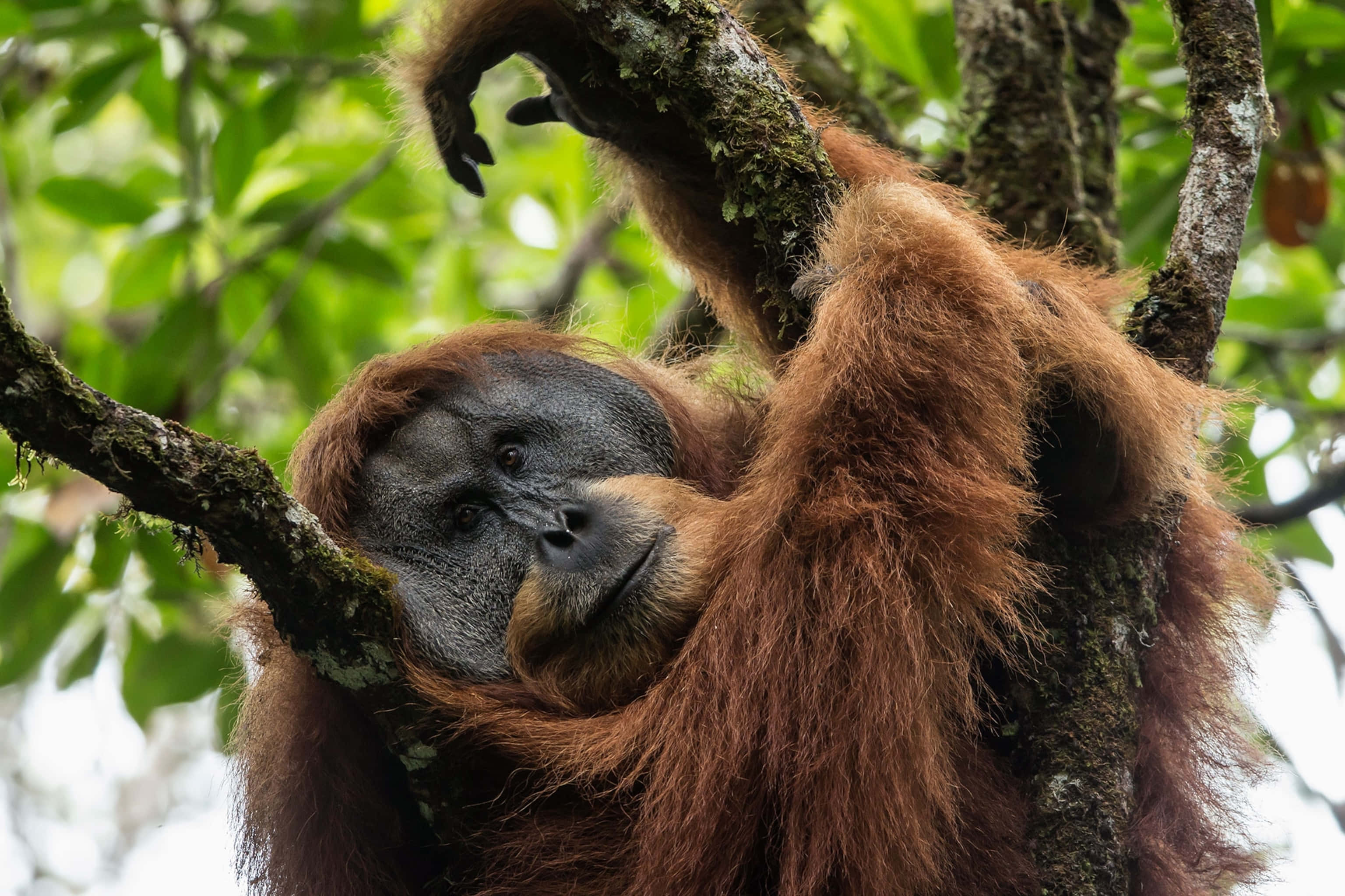orangutan, reddish-brown fur, dark face, 2K Desktop Wallpaper