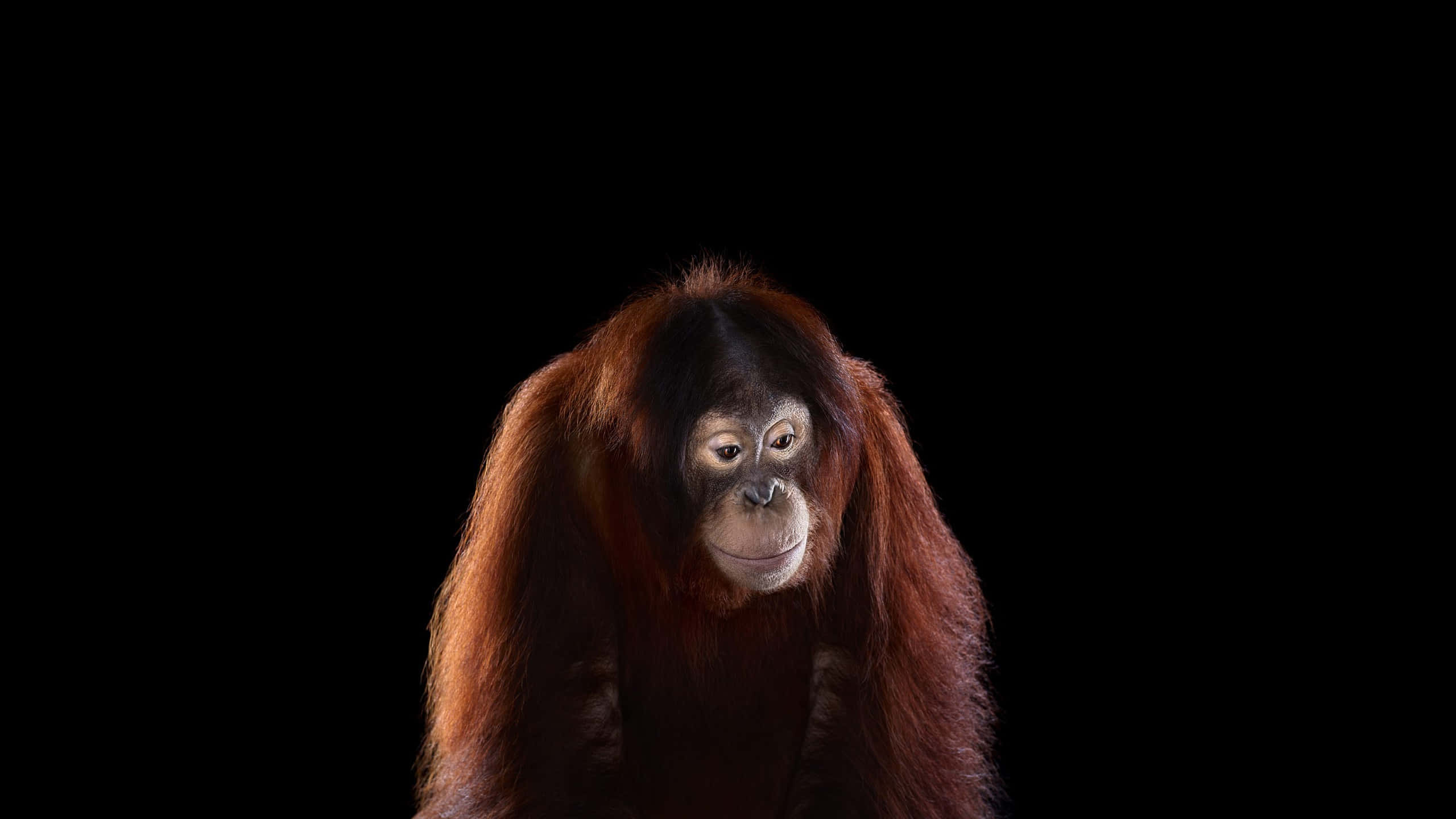 orangutan, reddish-brown fur, thoughtful eyes, 2K Desktop Wallpaper