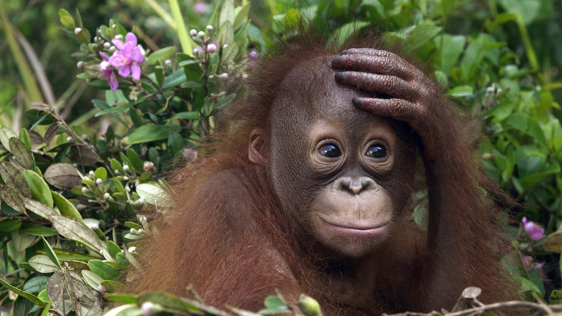 cute baby orangutan, forest, reddish fur, Full HD Desktop Wallpaper