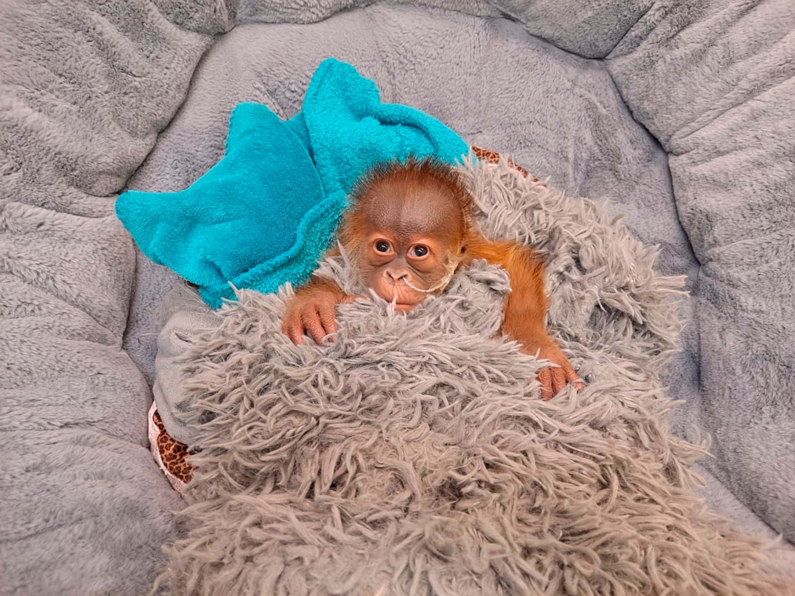 baby orangutan, soft gray pet bed, fluffy blanket, HD Desktop Wallpaper