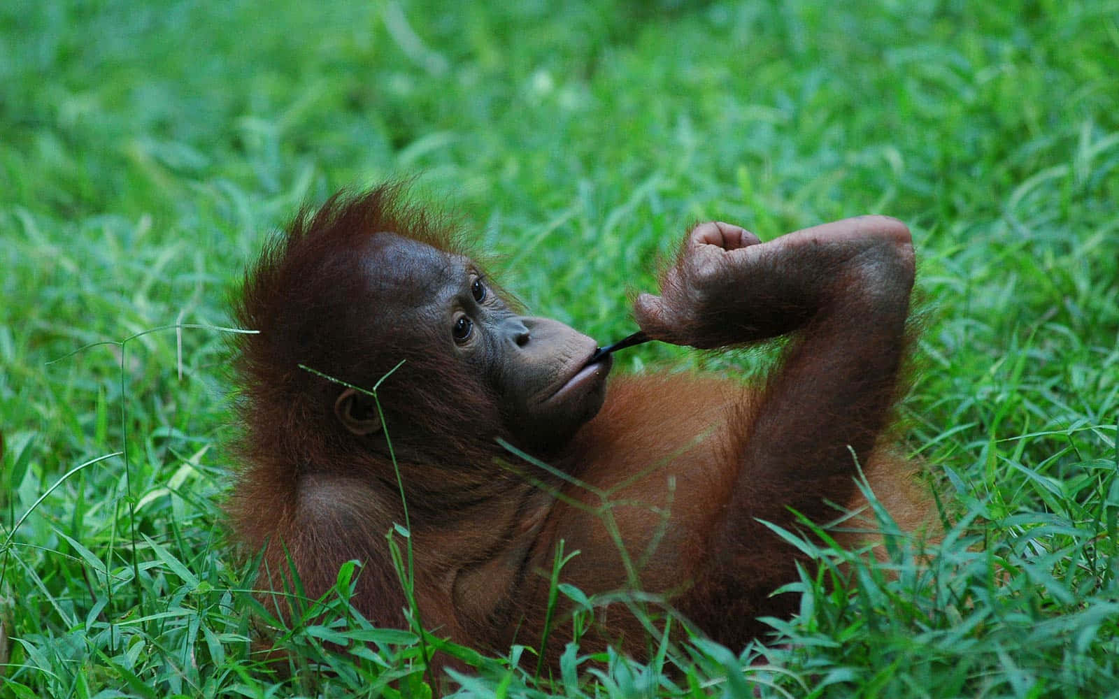 orangutan, long bowed limbs, lush green grass, HD Desktop Wallpaper