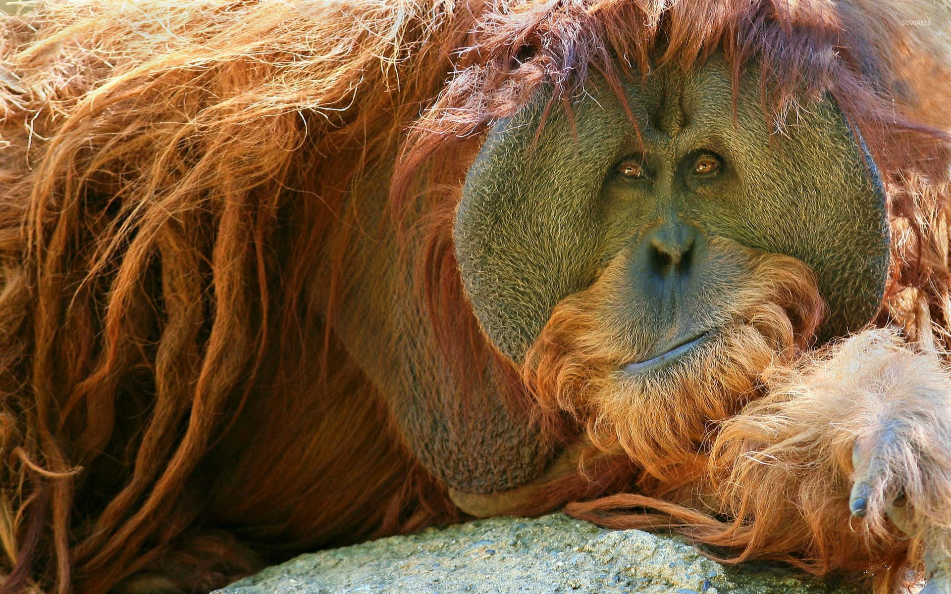 round flat faced orangutan, reddish-brown fur, rock, Full HD Desktop Wallpaper