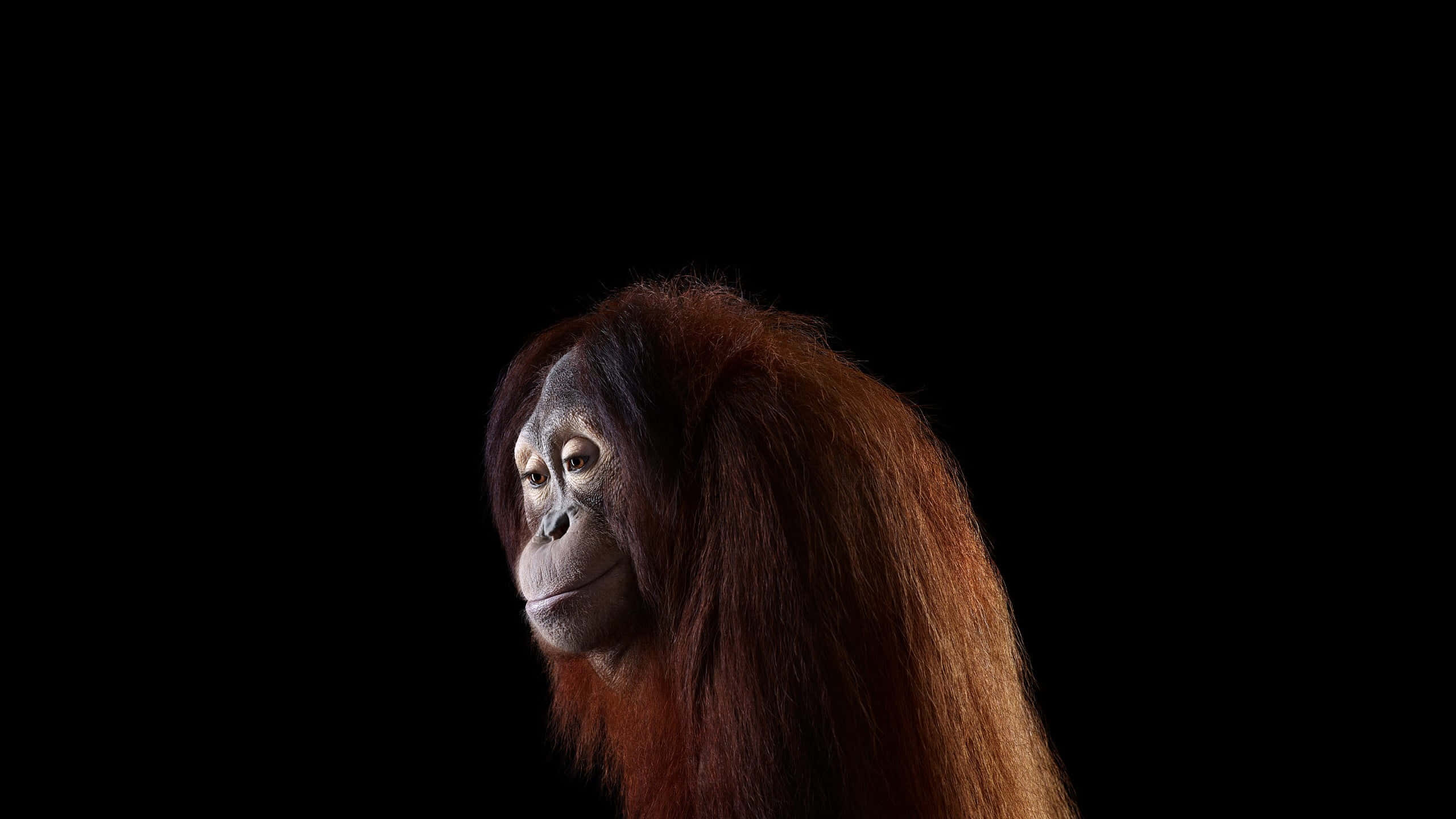 orangutan, reddish-brown fur, stark black background, 2K Desktop Wallpaper