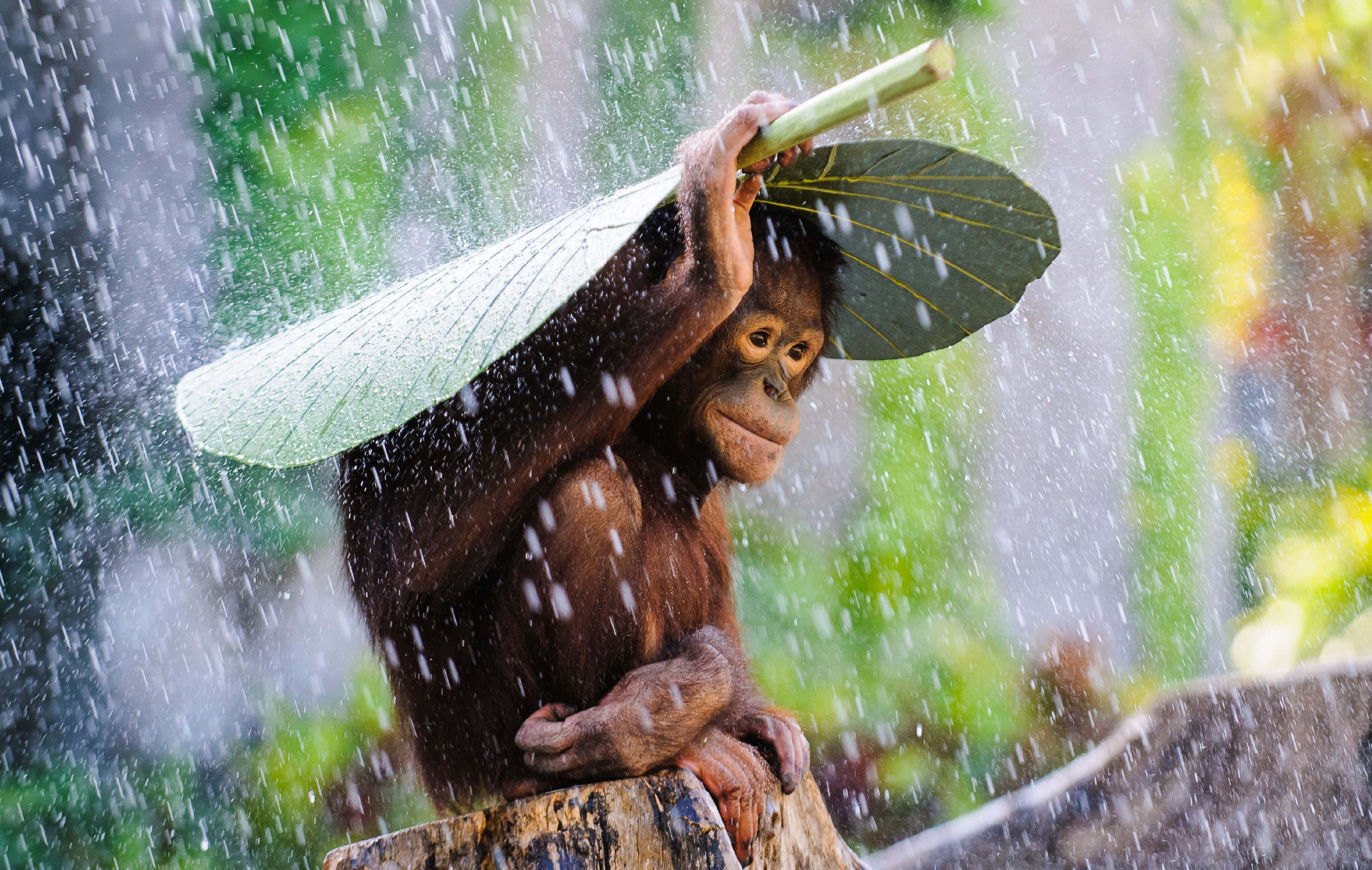 orangutan, green leaf, rain, 2K Desktop Wallpaper