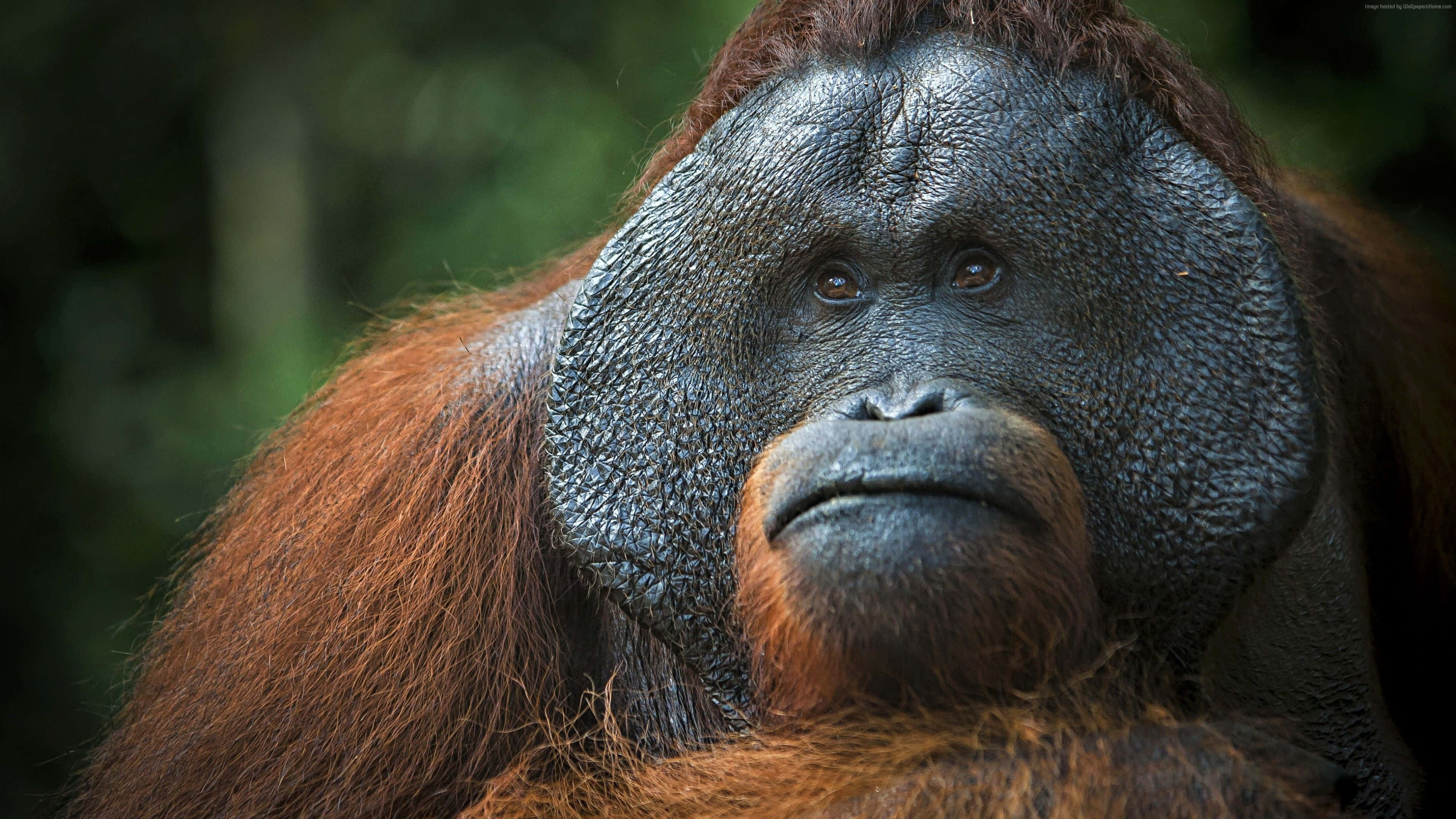 orangutan, deep-set eyes, textured gray skin, 4K Desktop Wallpaper