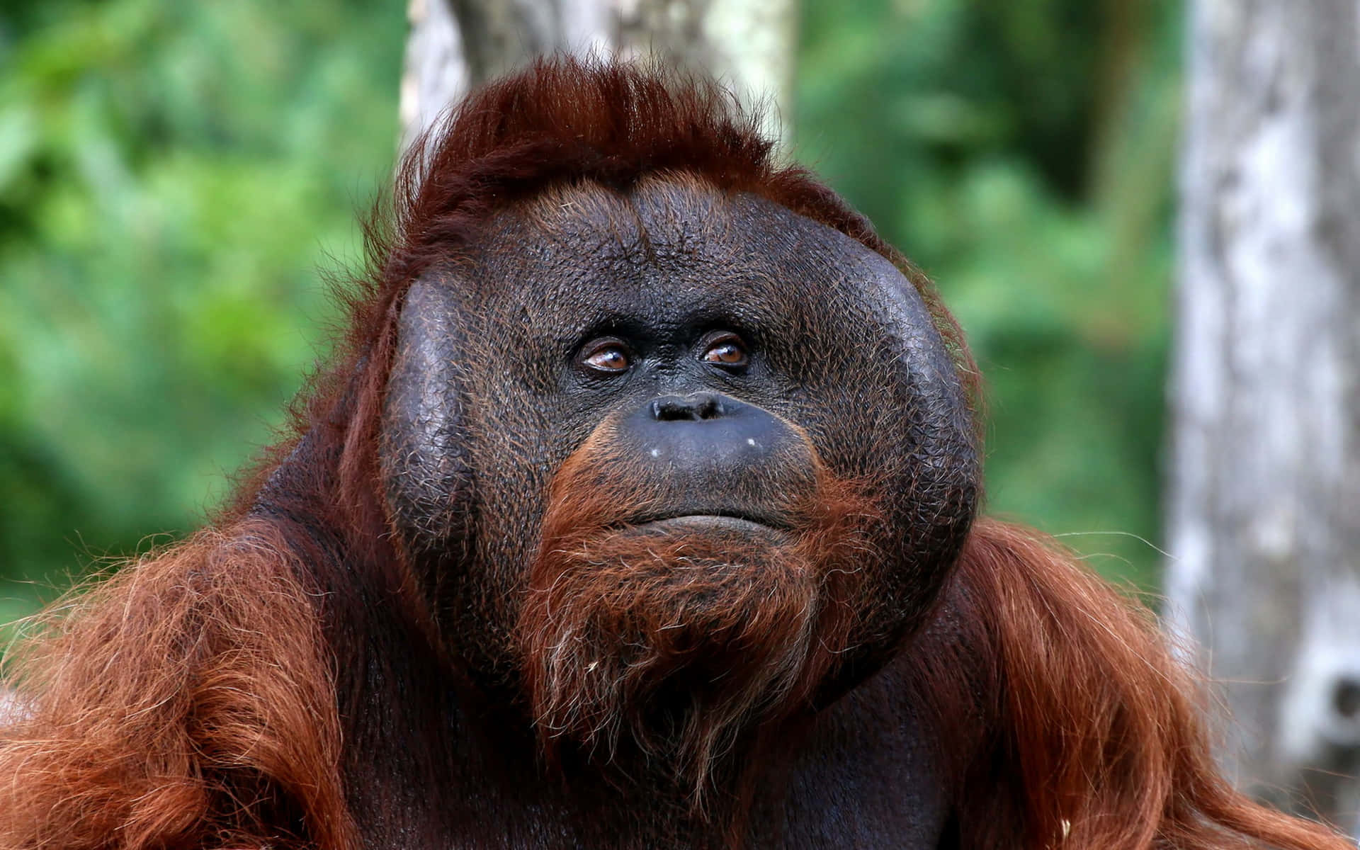large head orangutan, reddish-brown fur, intense eyes, Full HD Desktop Wallpaper