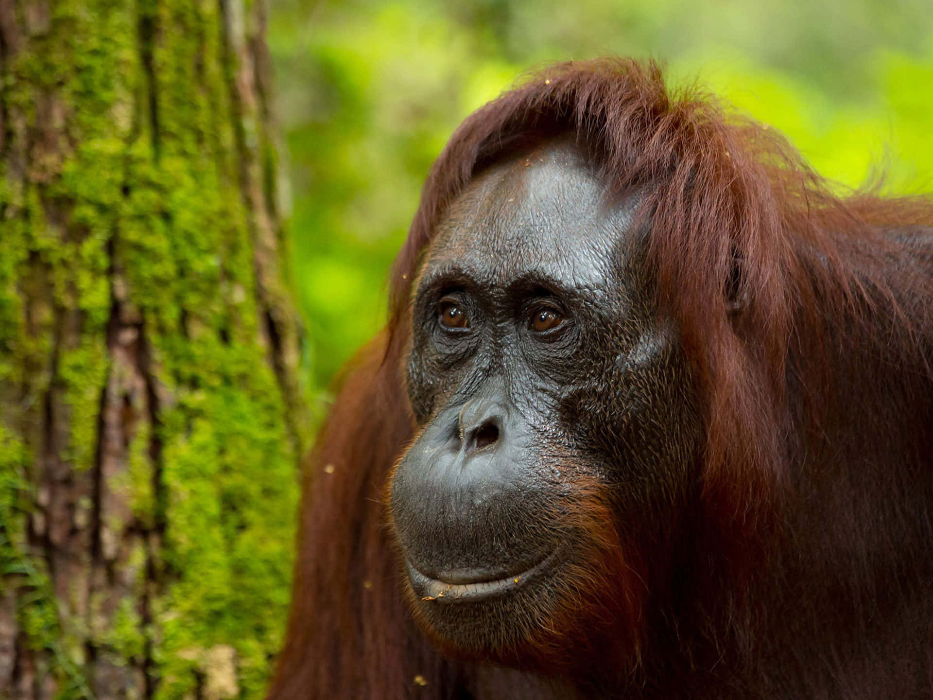 reddish orange hair, gray skin, orangutan, Full HD Desktop Wallpaper