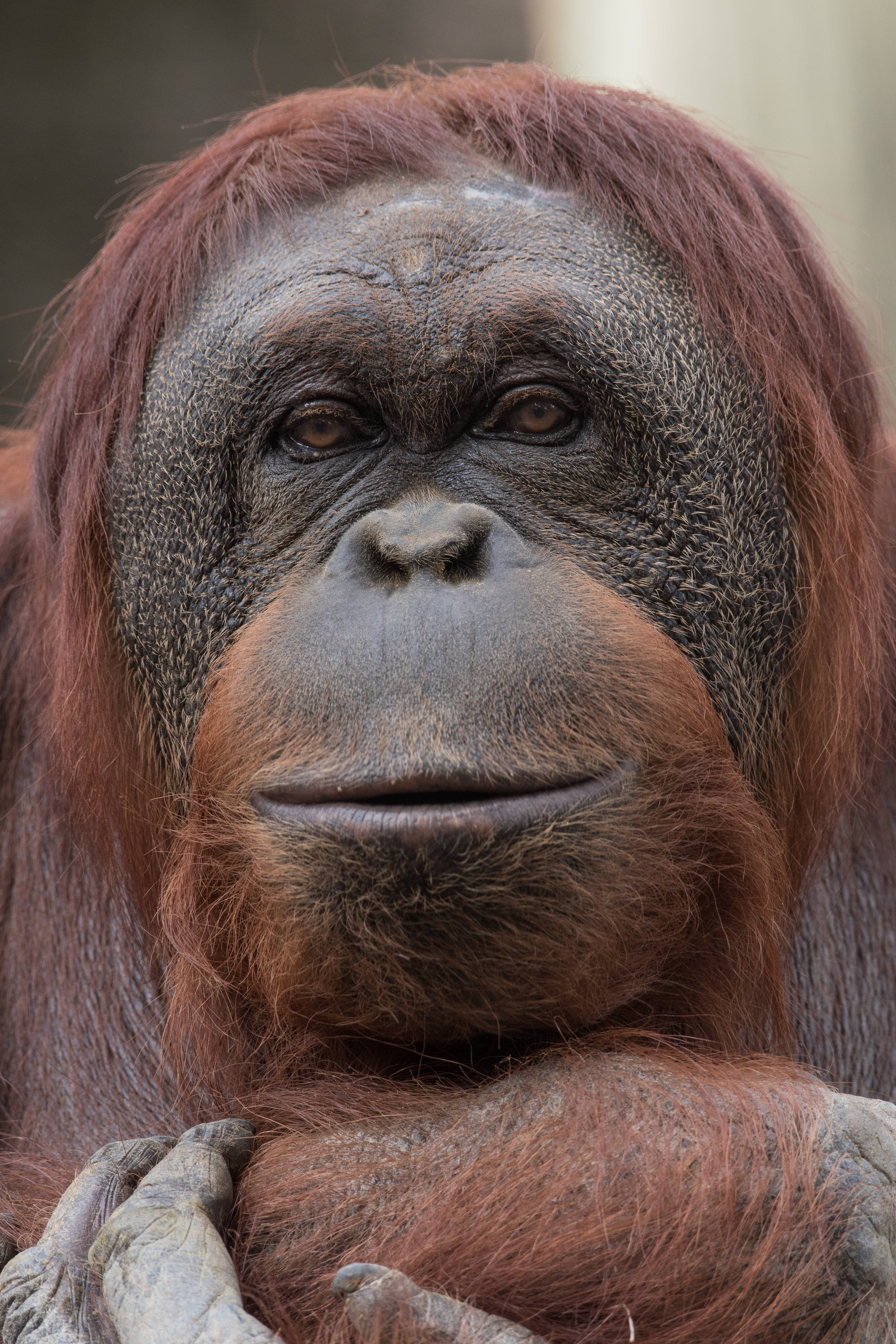 orangutan, deep brown eyes, textured reddish-brown fur, 5K Phone Wallpaper