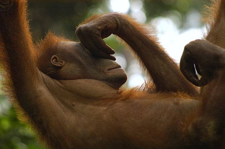 shy orangutan, orangutan, soft green forest backdrop, SD Desktop Wallpaper