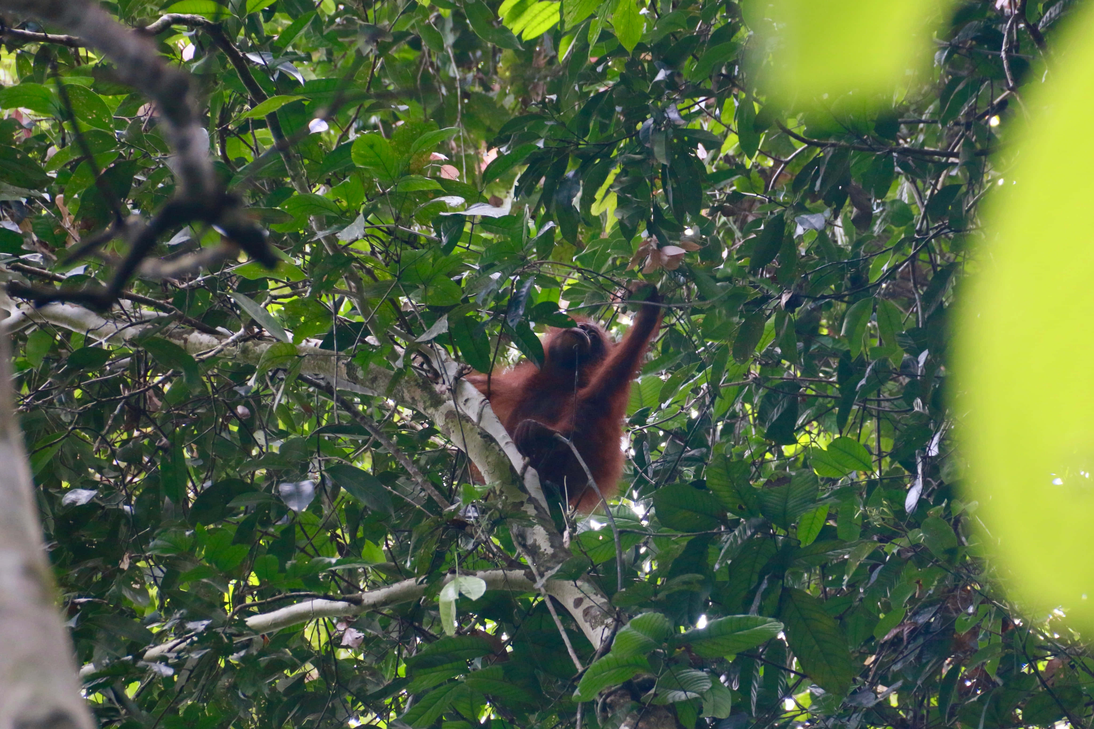 orangutan, tree branch, dense green foliage, 4K Desktop Wallpaper