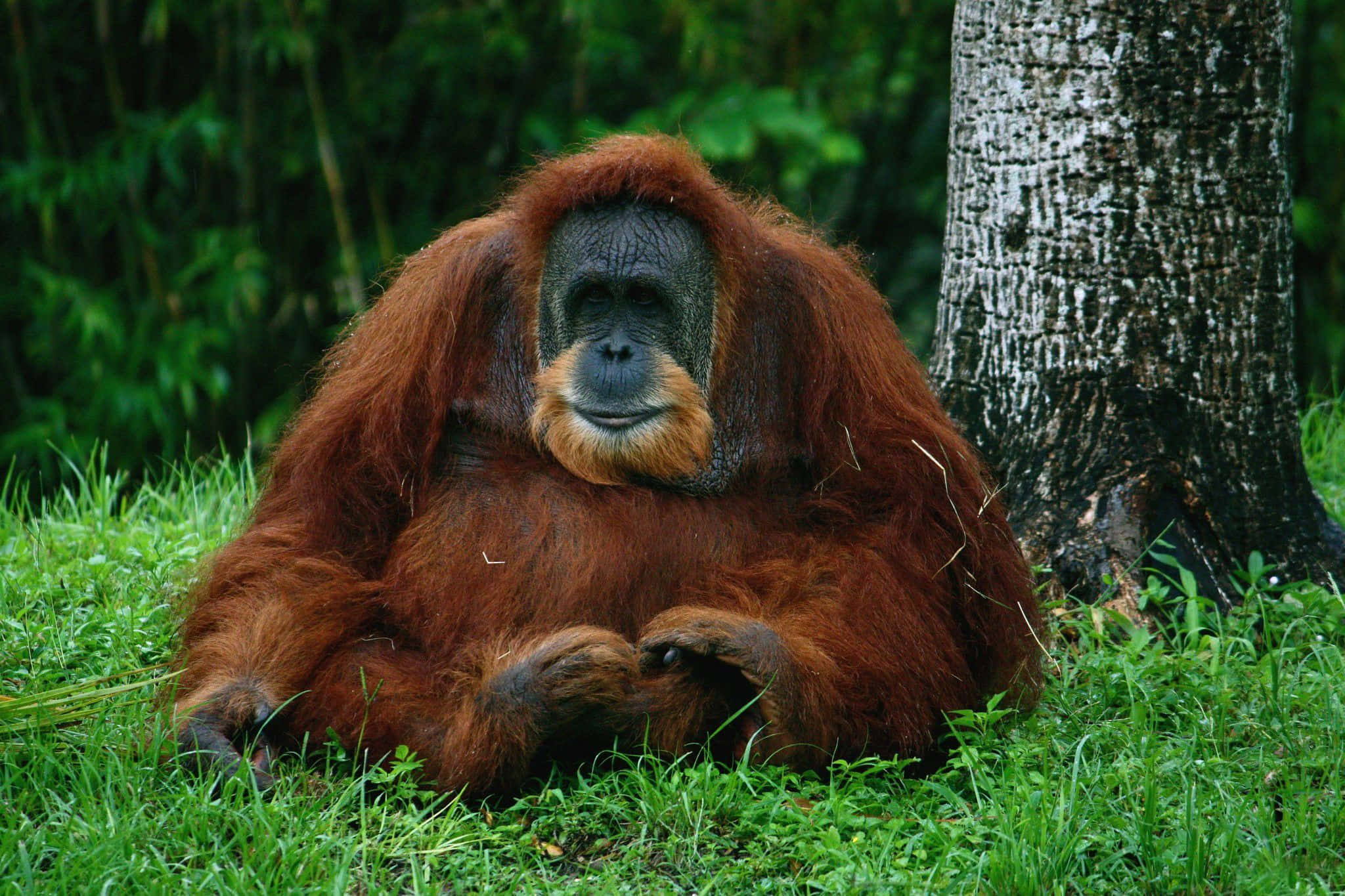 orangutan, natural habitat, vibrant green grass, Full HD Desktop Wallpaper