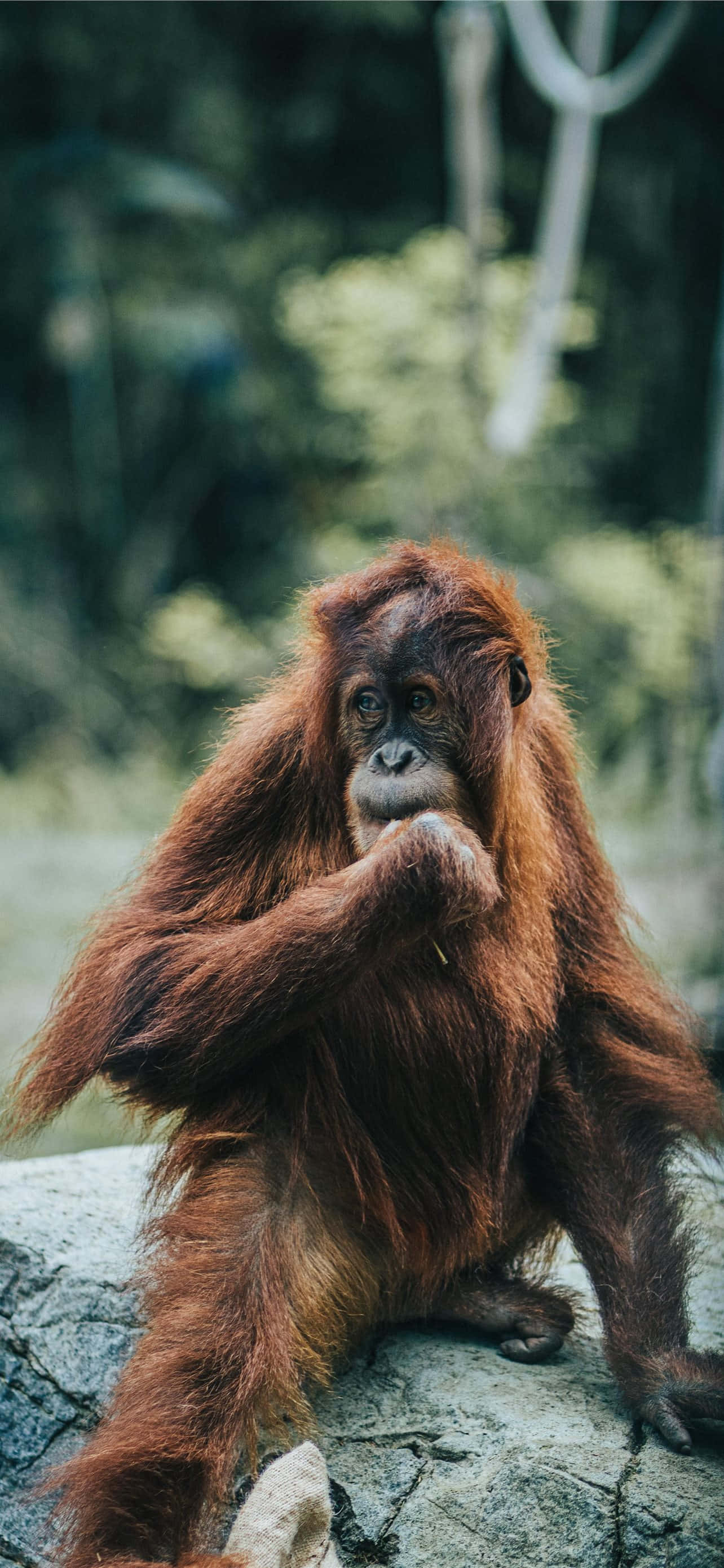 orangutan, reddish-brown fur, rock, 2K Phone Wallpaper