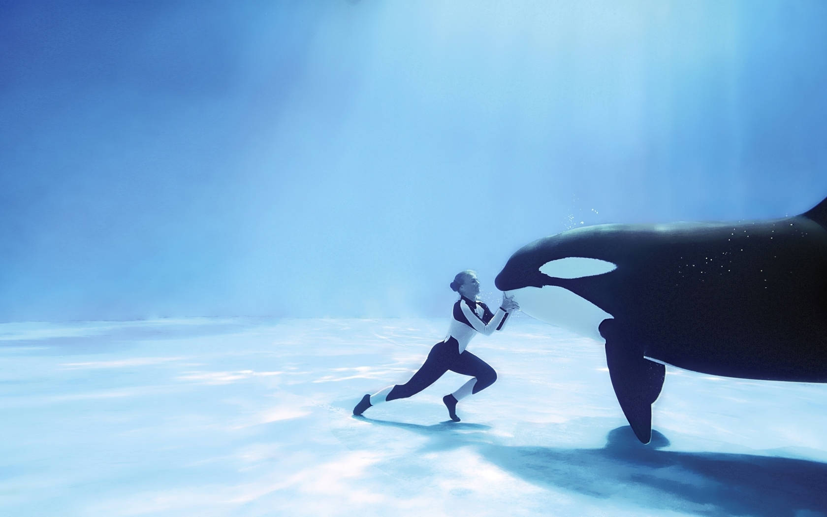 orca whale, diver in a wetsuit, clear blue ocean water, HD Desktop Wallpaper