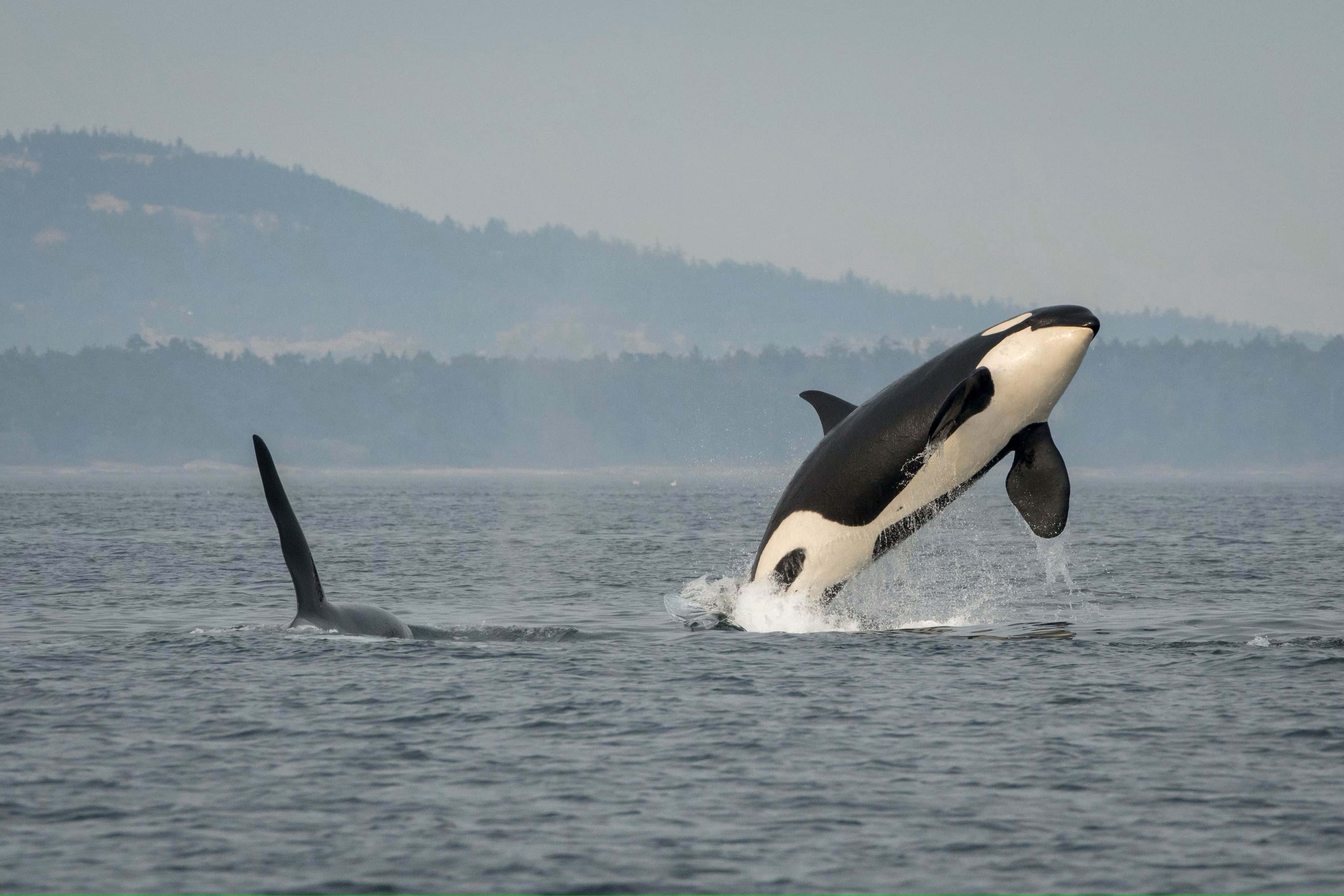orca, breaching, calm ocean waters, 4K Desktop Wallpaper