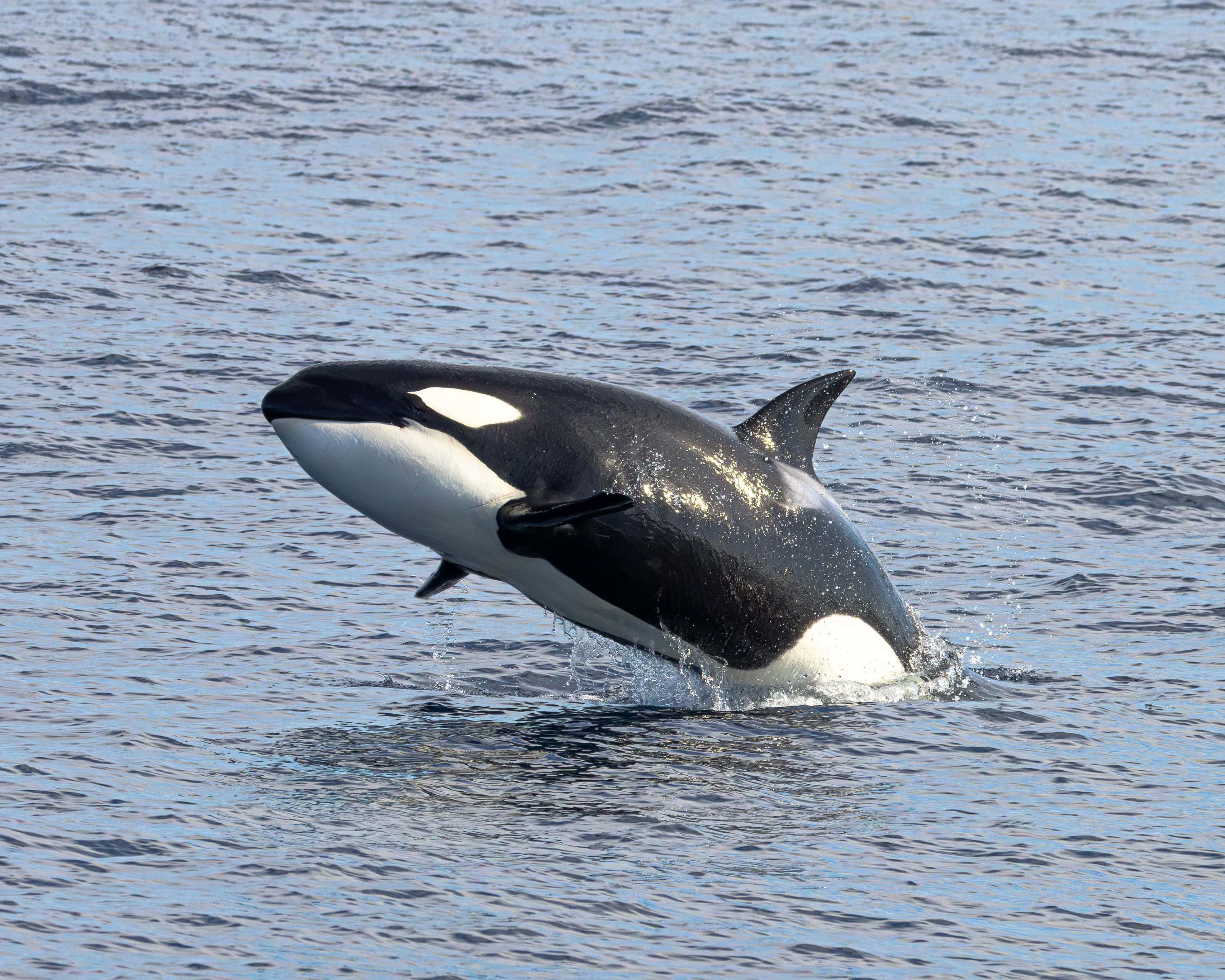 orca, breaching, calm blue waters, 2K Desktop Wallpaper