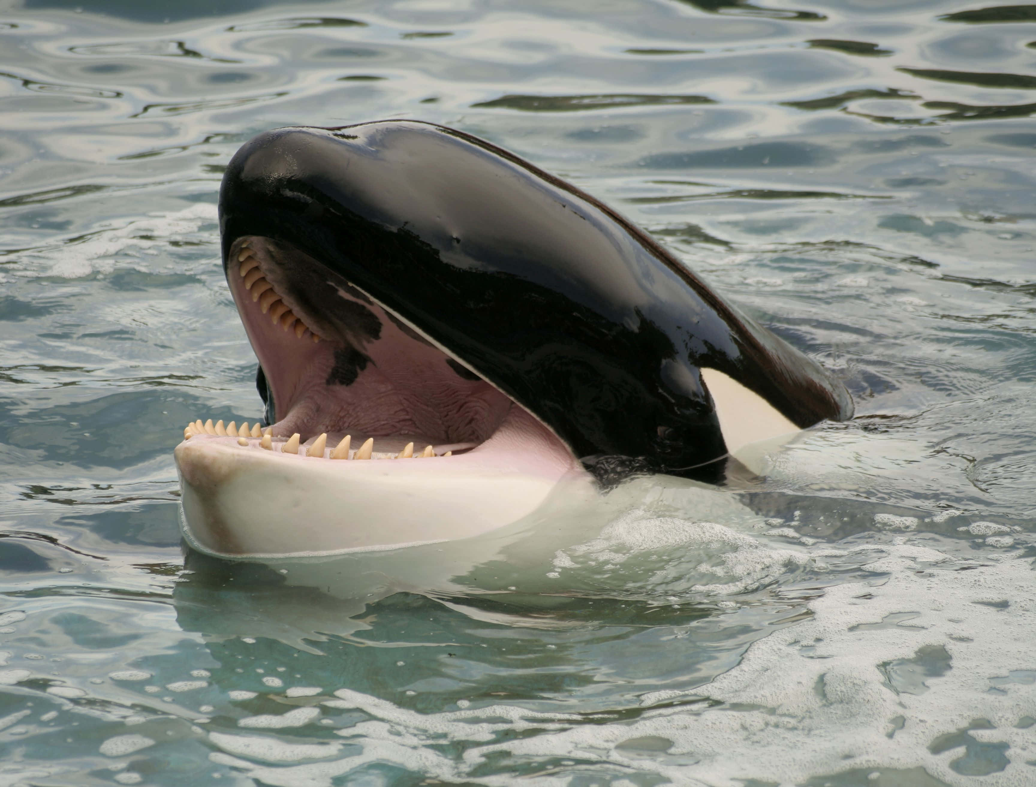 orca whale, open mouth, sharp teeth, 2K Desktop Wallpaper