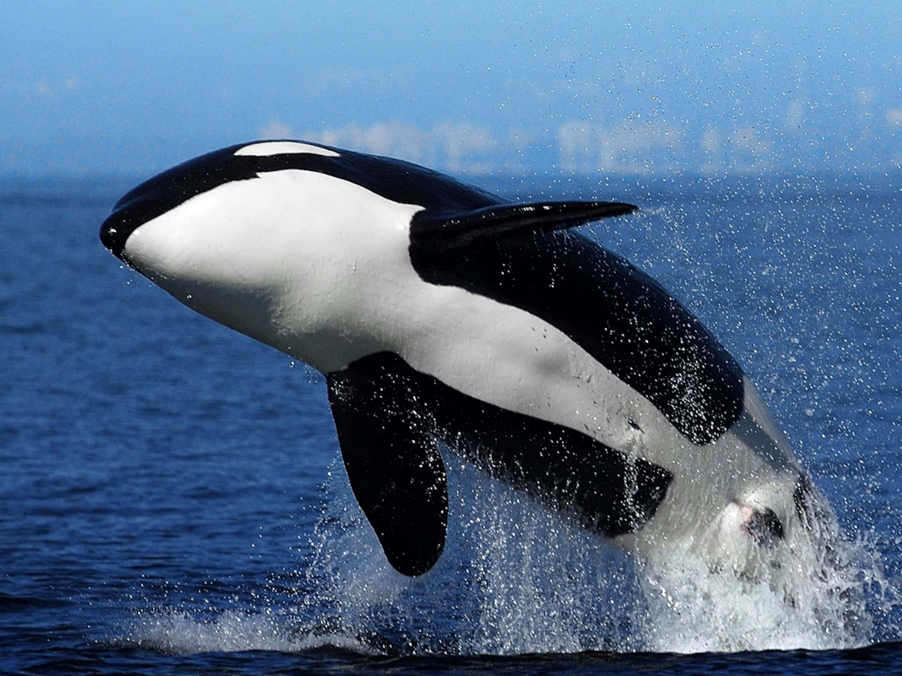 orca, breaching, blue waters, 2K Desktop Wallpaper