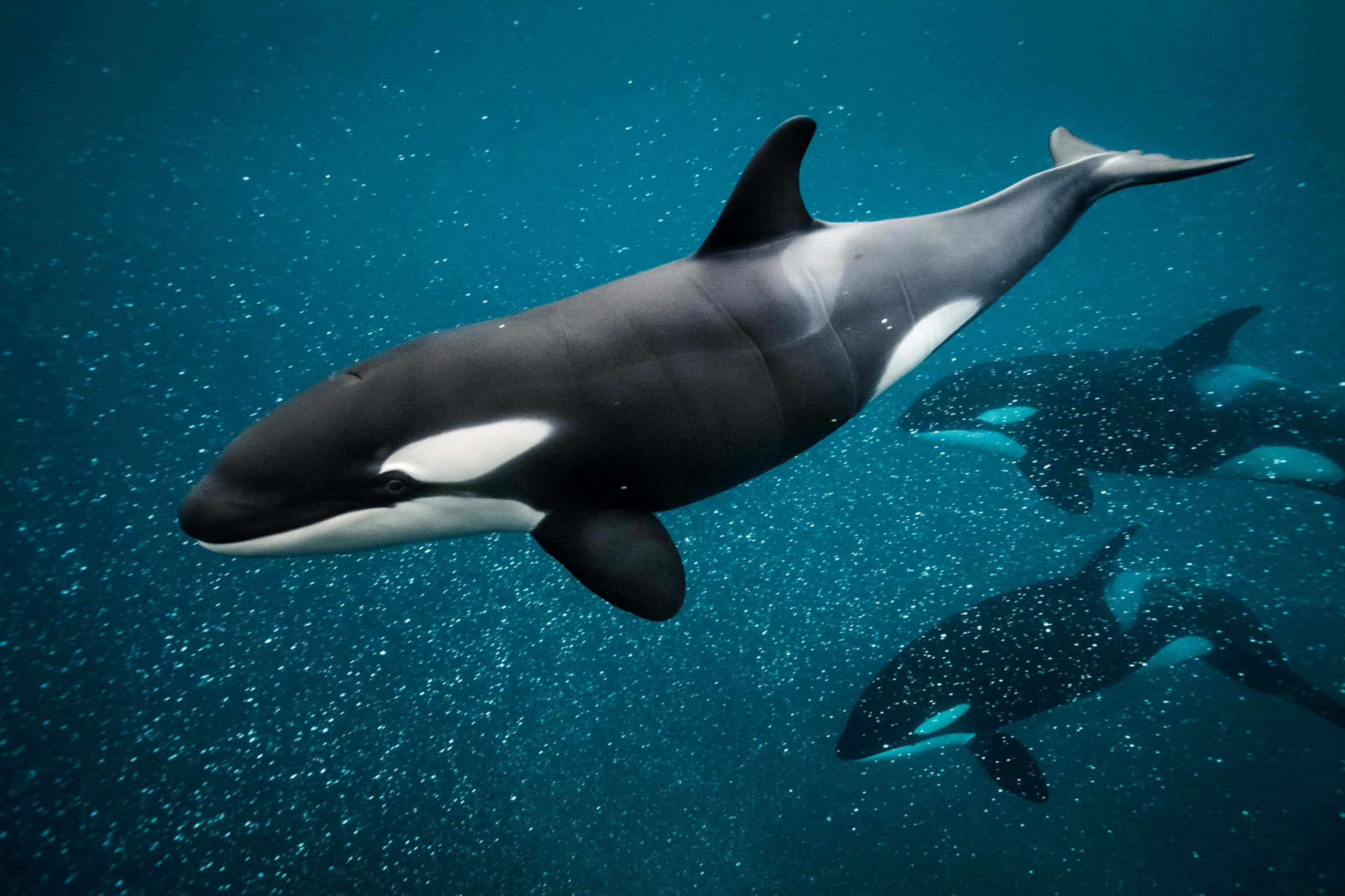 orcas, pod, sunlit turquoise waters, 2K Desktop Wallpaper
