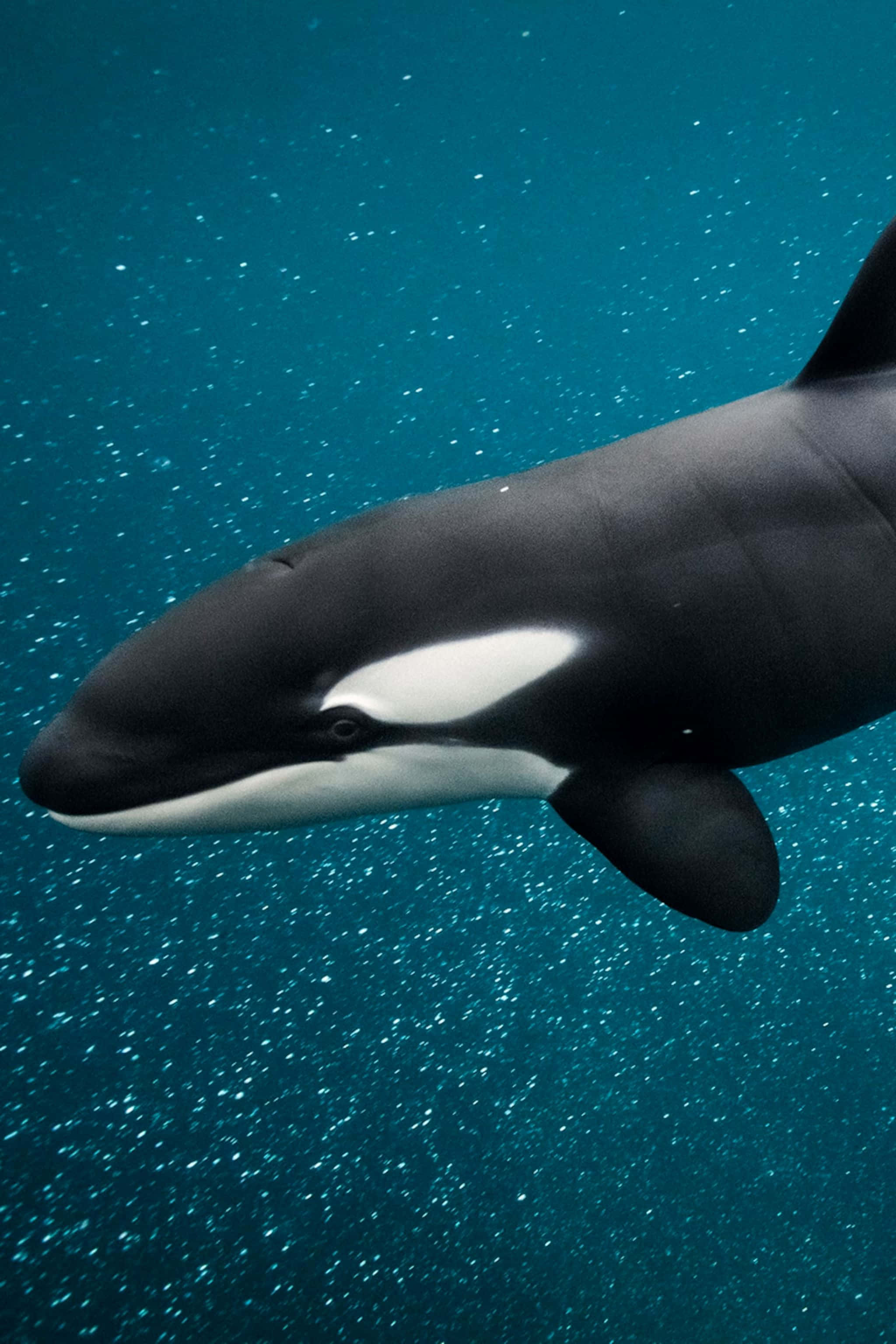 orca, sunlit turquoise water, plankton particles, 2K Phone Wallpaper