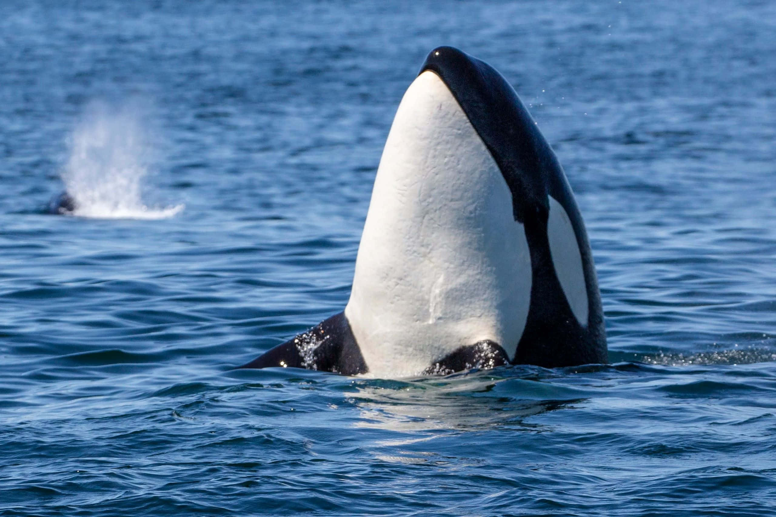 orca, black and white patterned head, deep blue ocean water, 2K Desktop Wallpaper