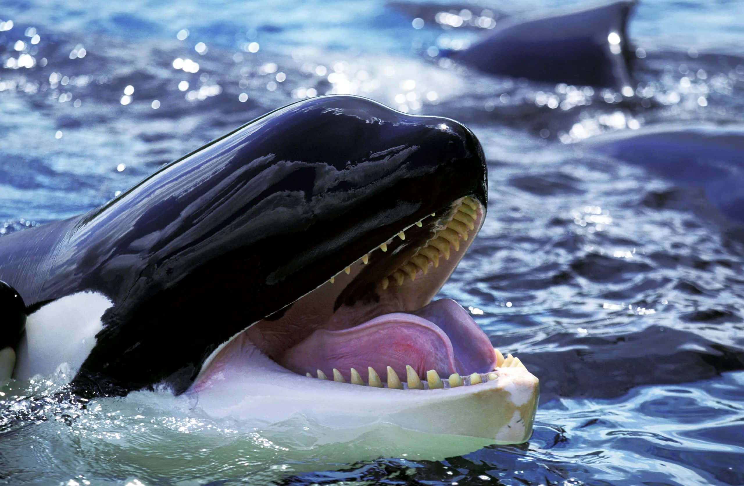orca whale, open mouth, sharp teeth, 2K Desktop Wallpaper
