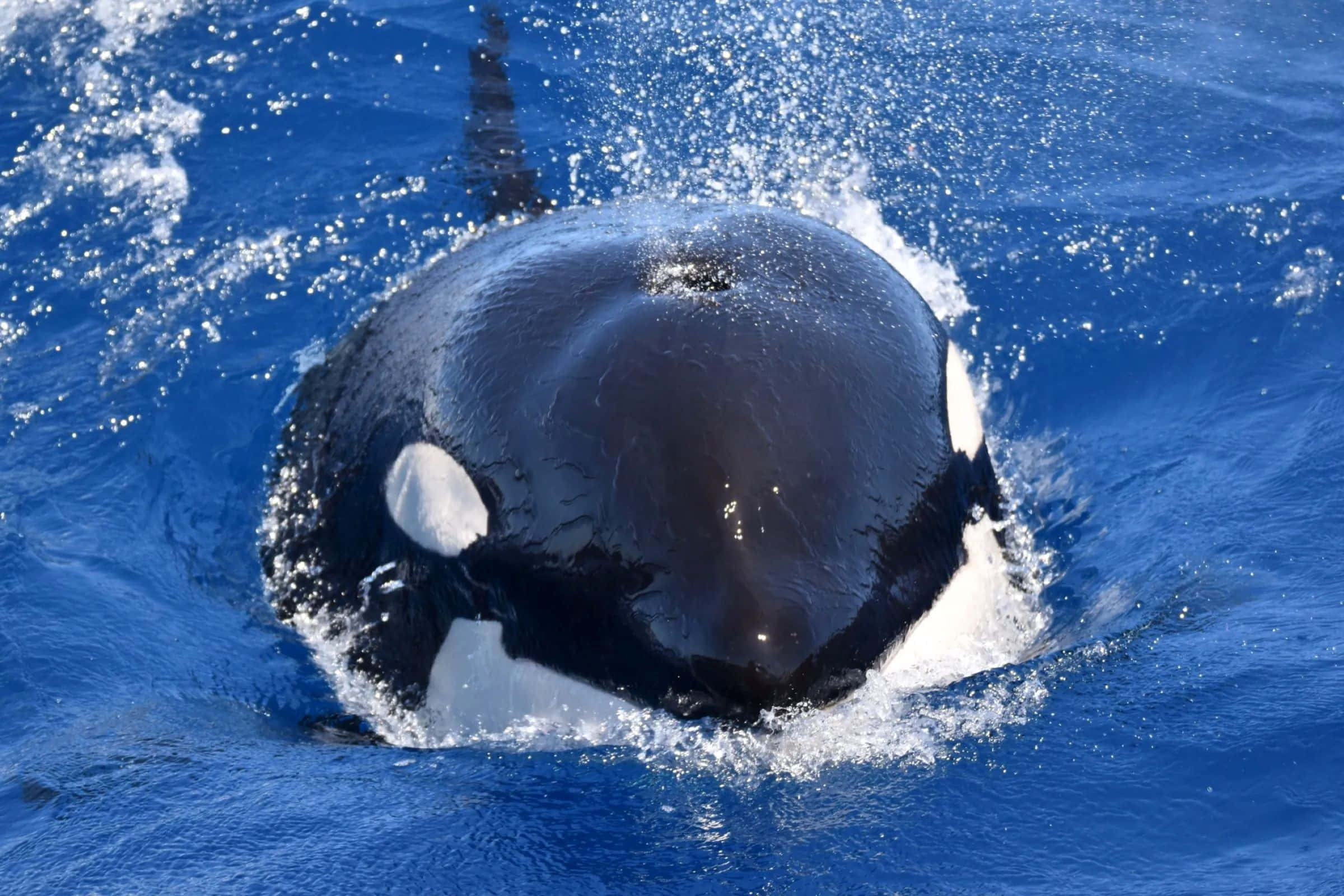 orca, blue ocean water, black and white head, Full HD Desktop Wallpaper