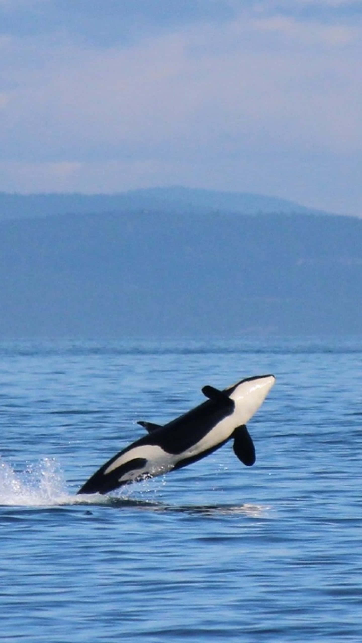 orca, leaping, blue sky, 2K Phone Wallpaper