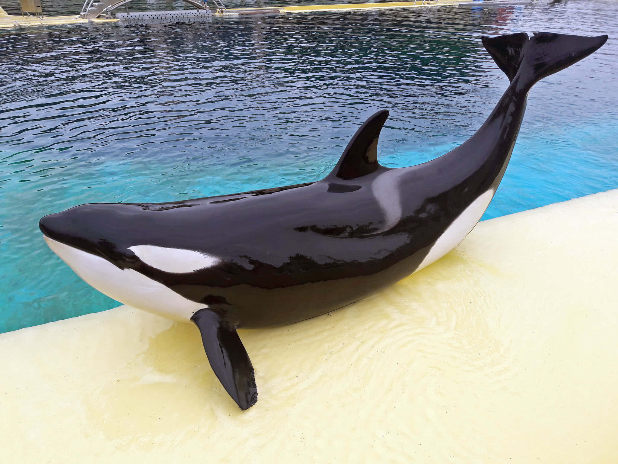 orca, glossy black and white, yellow platform, Full HD Desktop Wallpaper