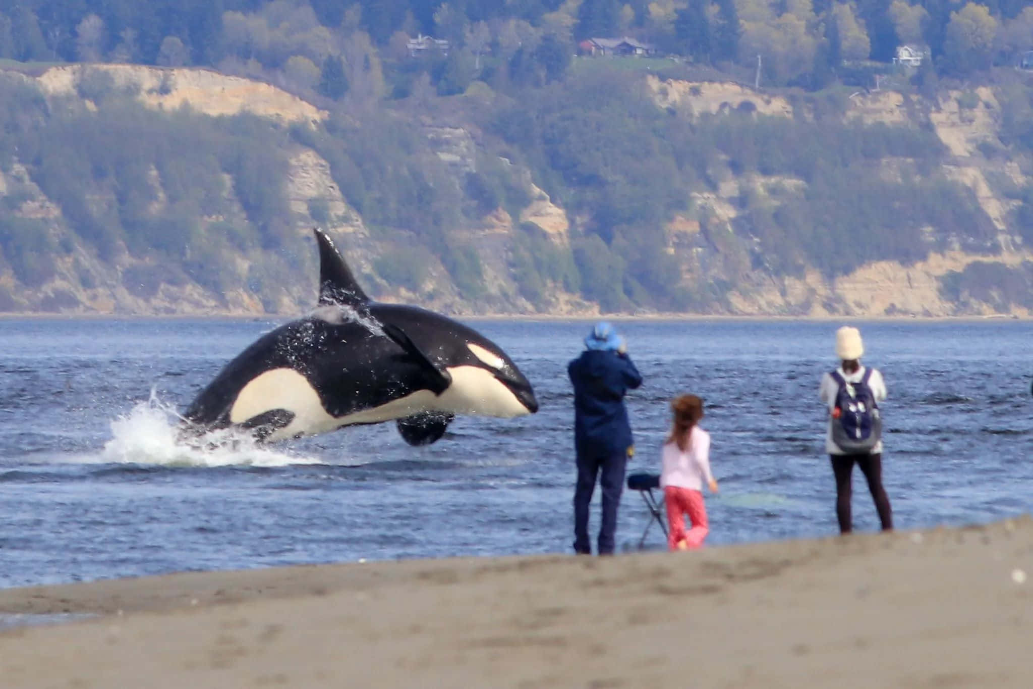 orca, beach, spectators, Full HD Desktop Wallpaper