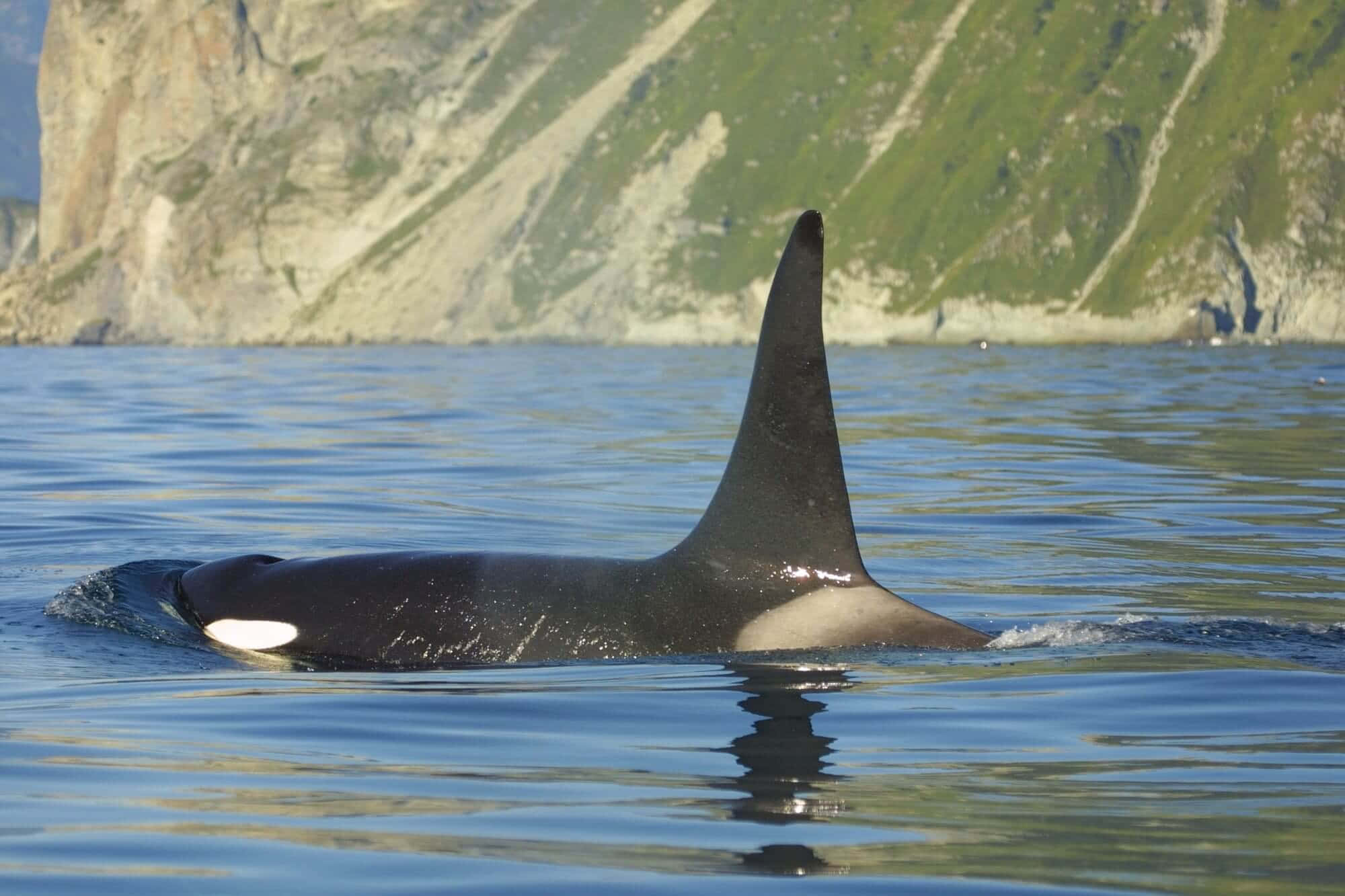 orca, mountainous coastline, rugged green and tan cliffs, Full HD Desktop Wallpaper
