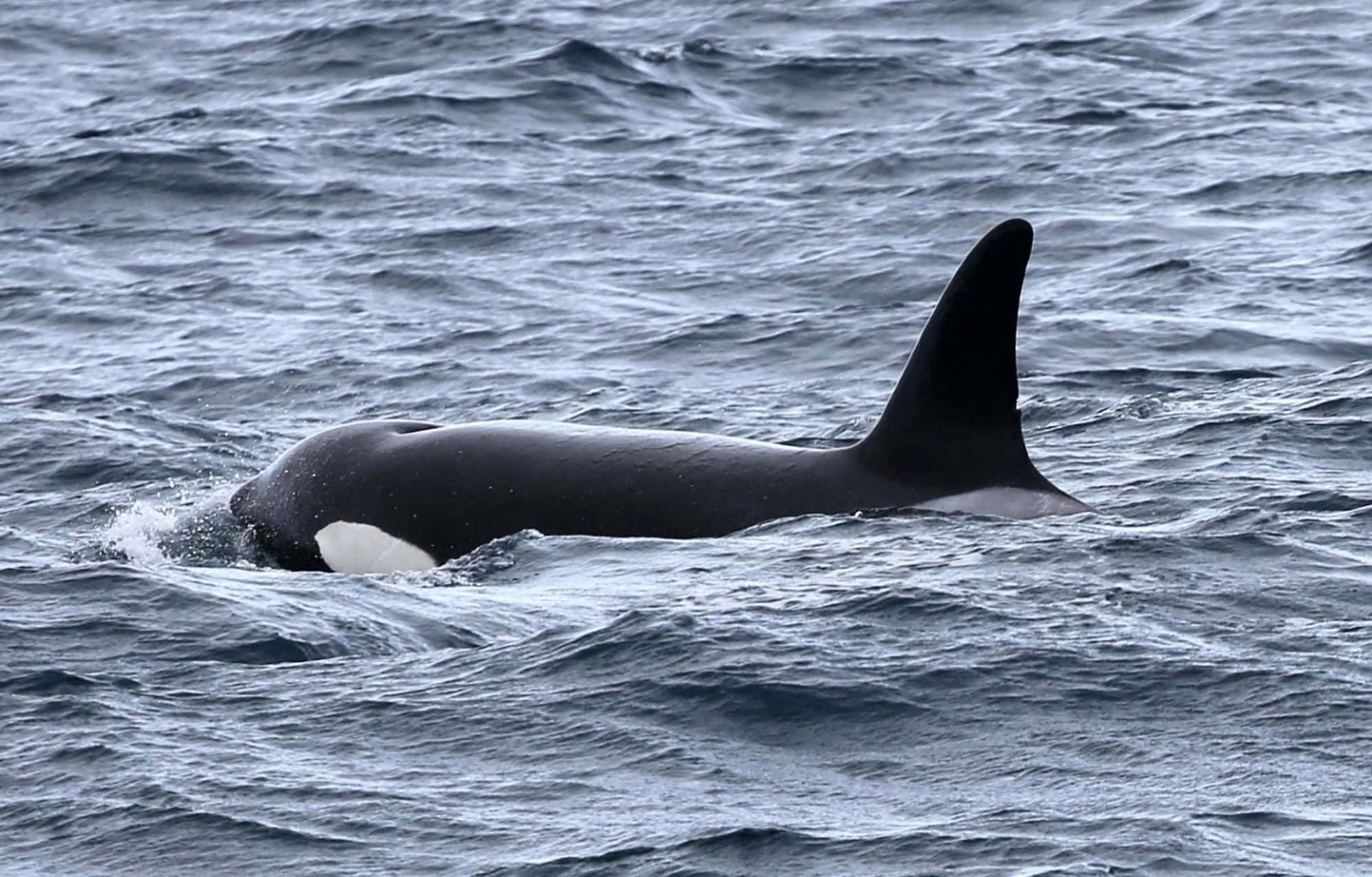 orca, choppy grey ocean, black back, Full HD Desktop Wallpaper