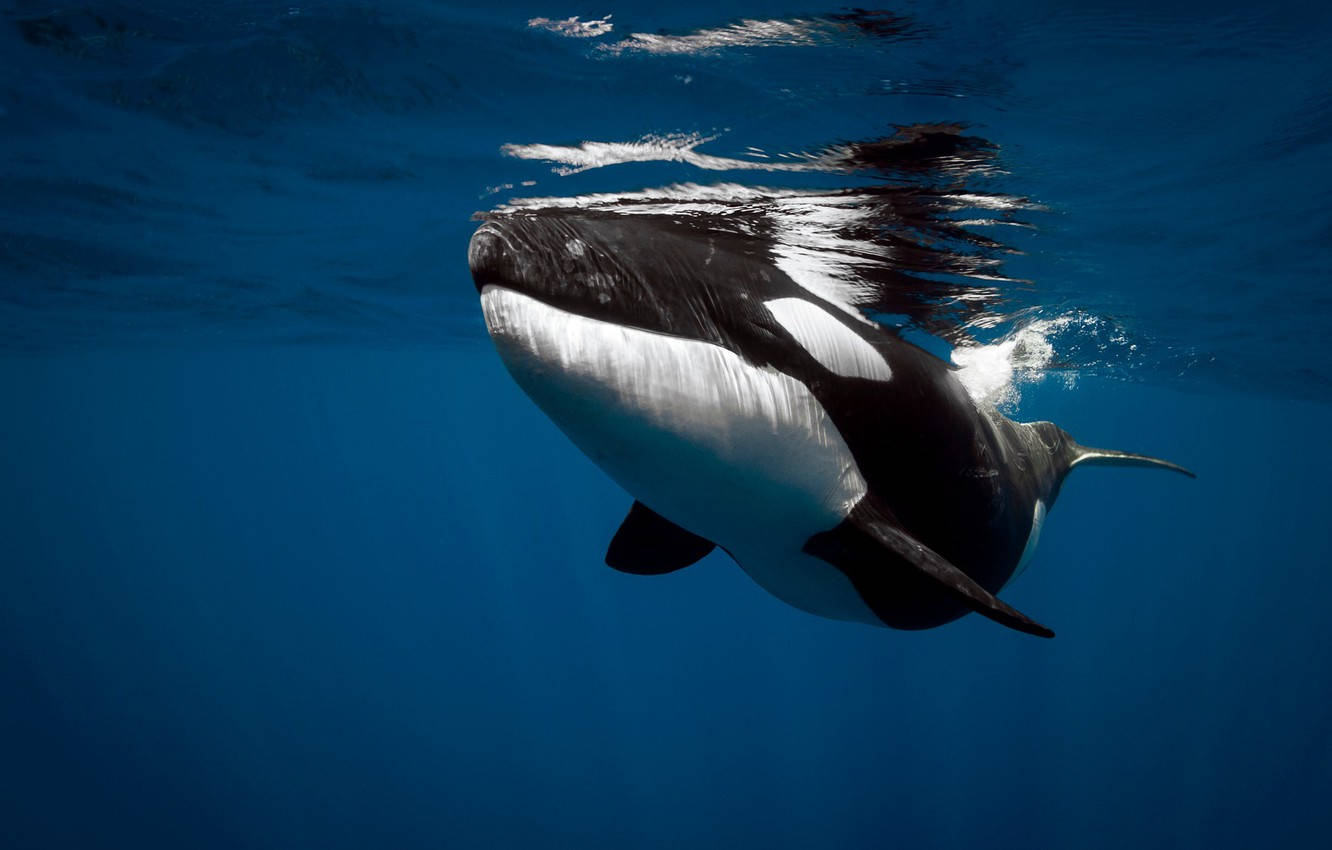 orca, deep blue waters, breaches the ocean surface, HD Desktop Wallpaper