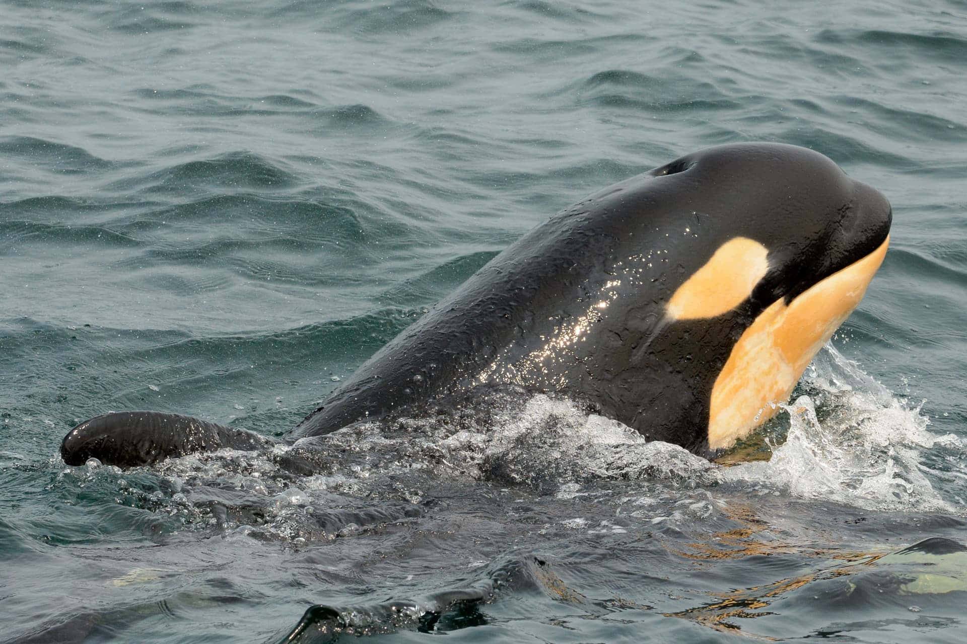 Orca, ocean waters, black and white markings, Full HD Desktop Wallpaper