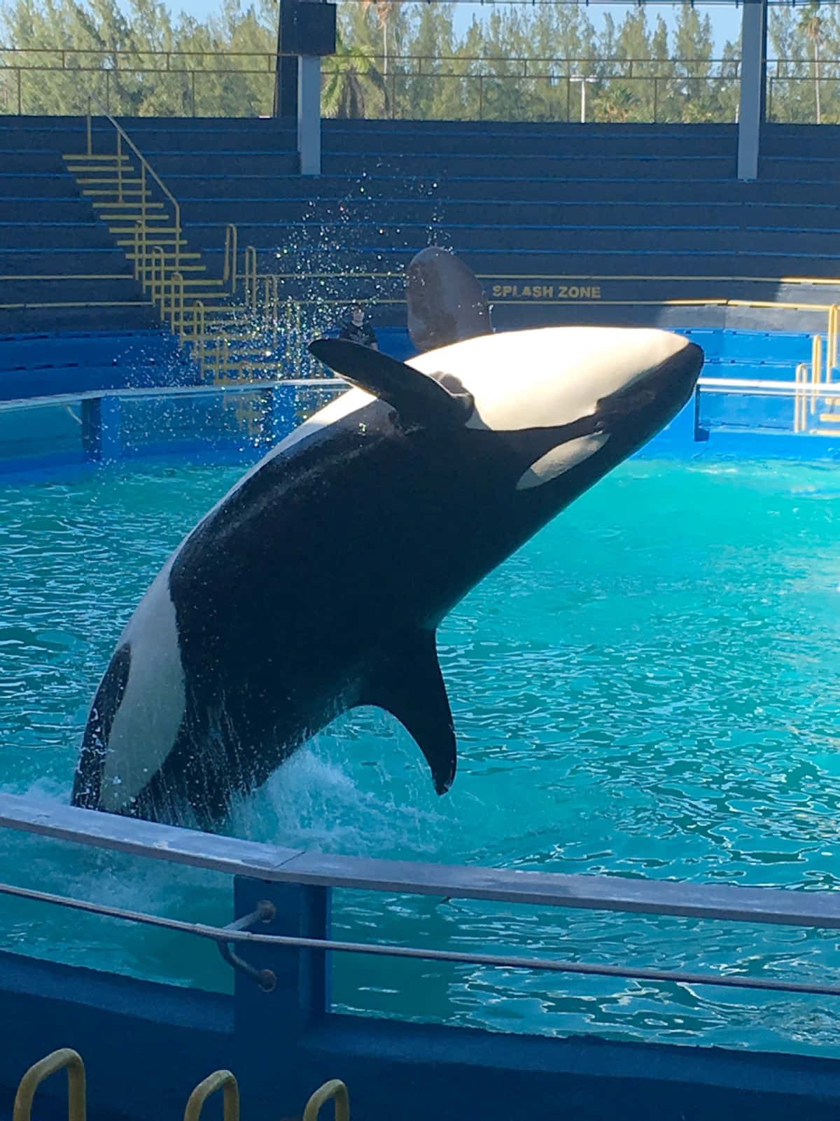 orca, leaping, aquarium show, HD Phone Wallpaper