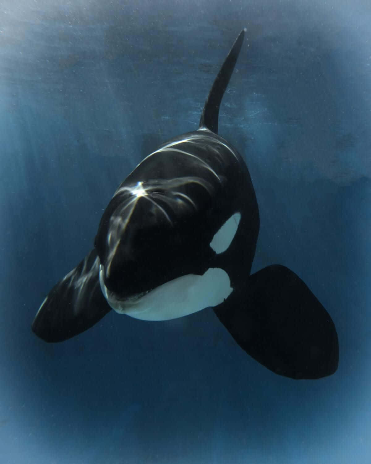 orca, underwater, deep blue ocean water, HD Phone Wallpaper