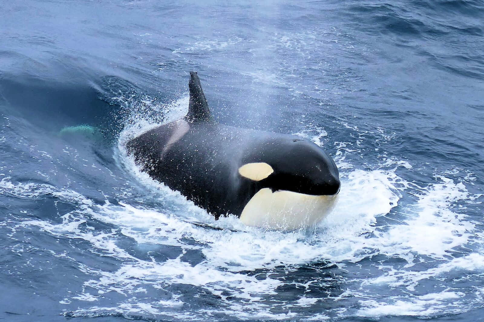 orca, ocean waves, deep blue ocean, HD Desktop Wallpaper