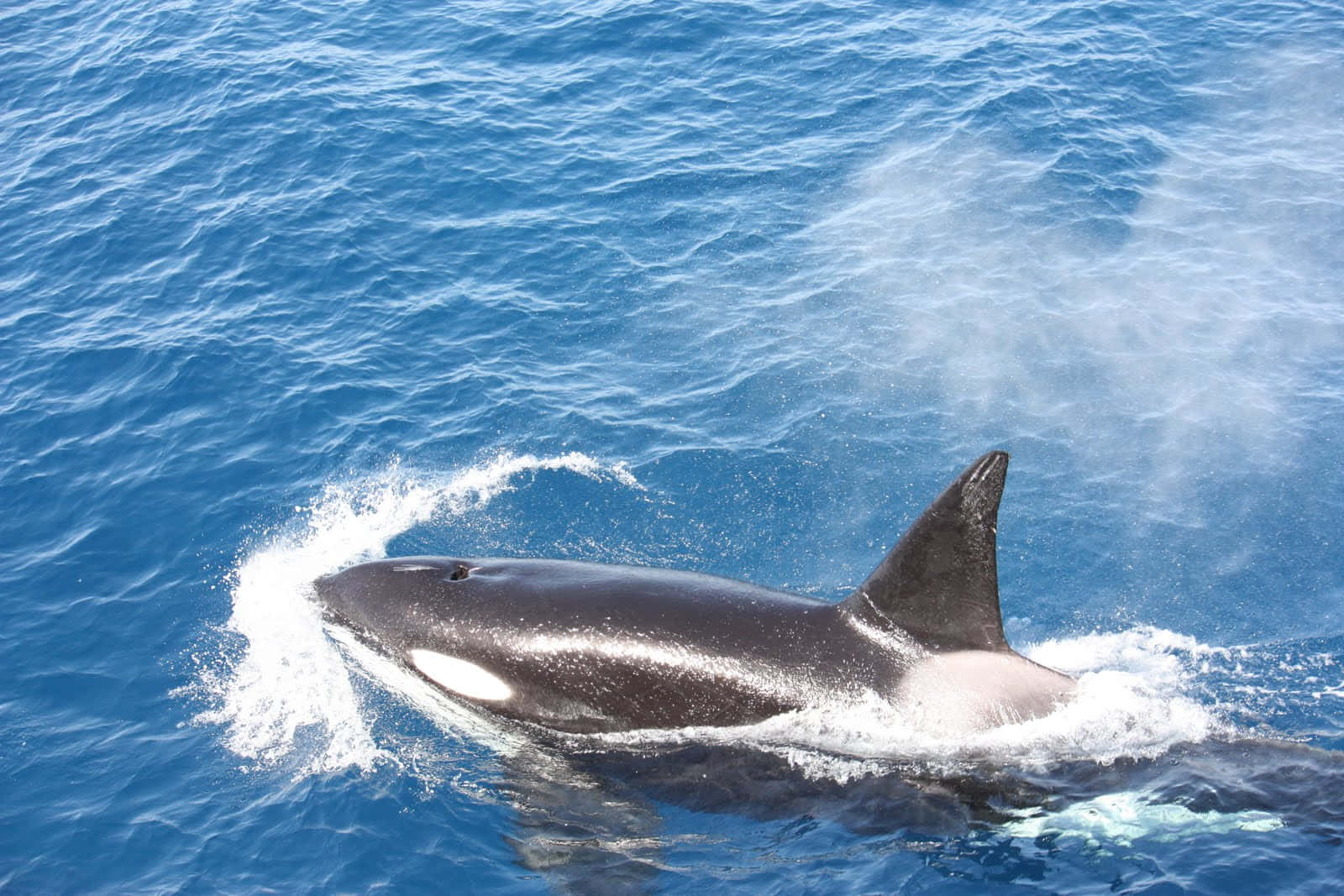 orca, blue ocean waters, surfacing, HD Desktop Wallpaper