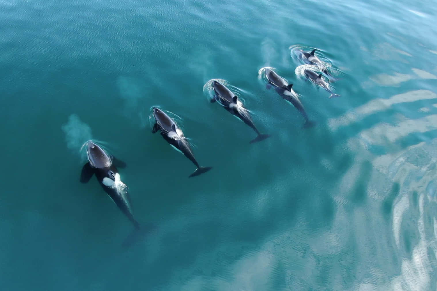 orcas, pod, aerial view, HD Desktop Wallpaper