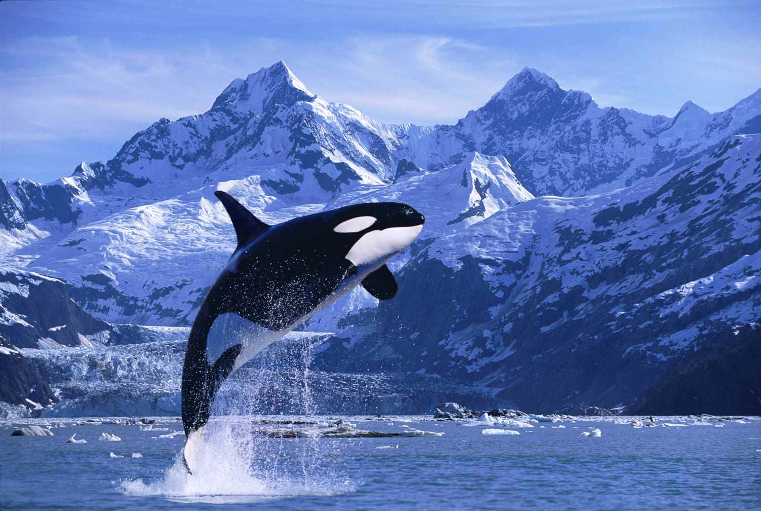 orca, mountain range, icy blue waters, HD Desktop Wallpaper