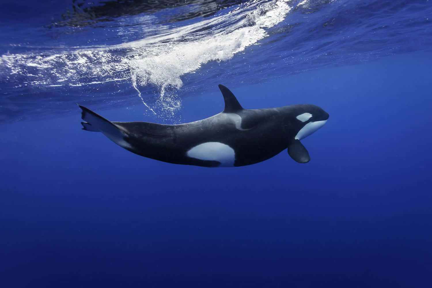 orca, deep blue ocean water, sunlit surface, HD Desktop Wallpaper