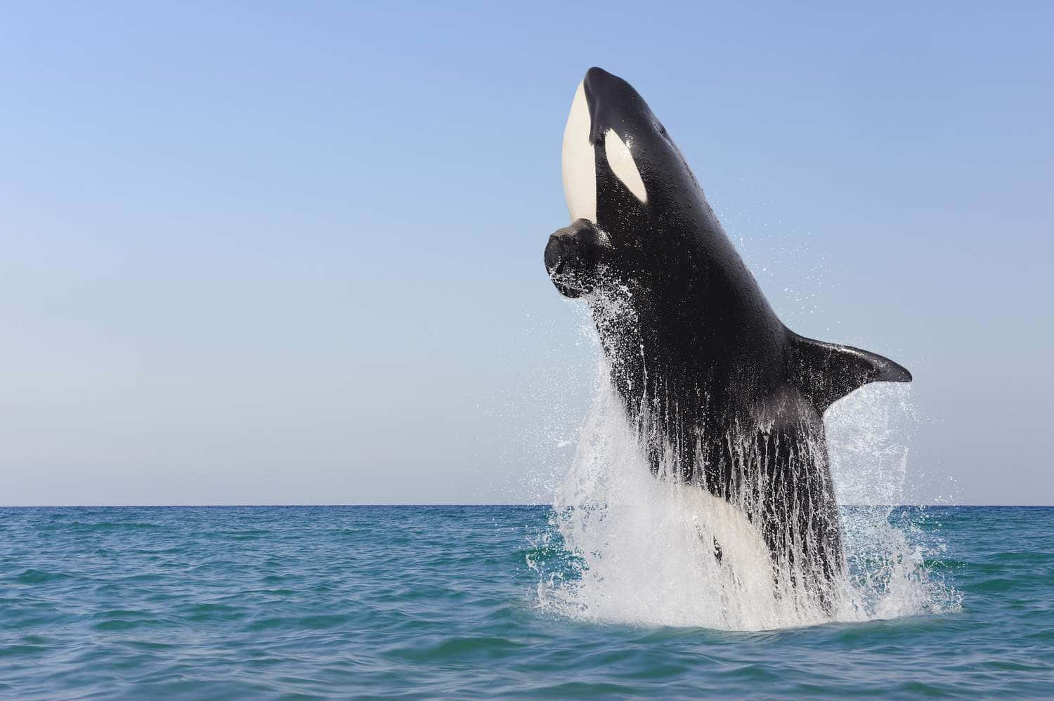 orca, breaching, turquoise ocean, HD Desktop Wallpaper