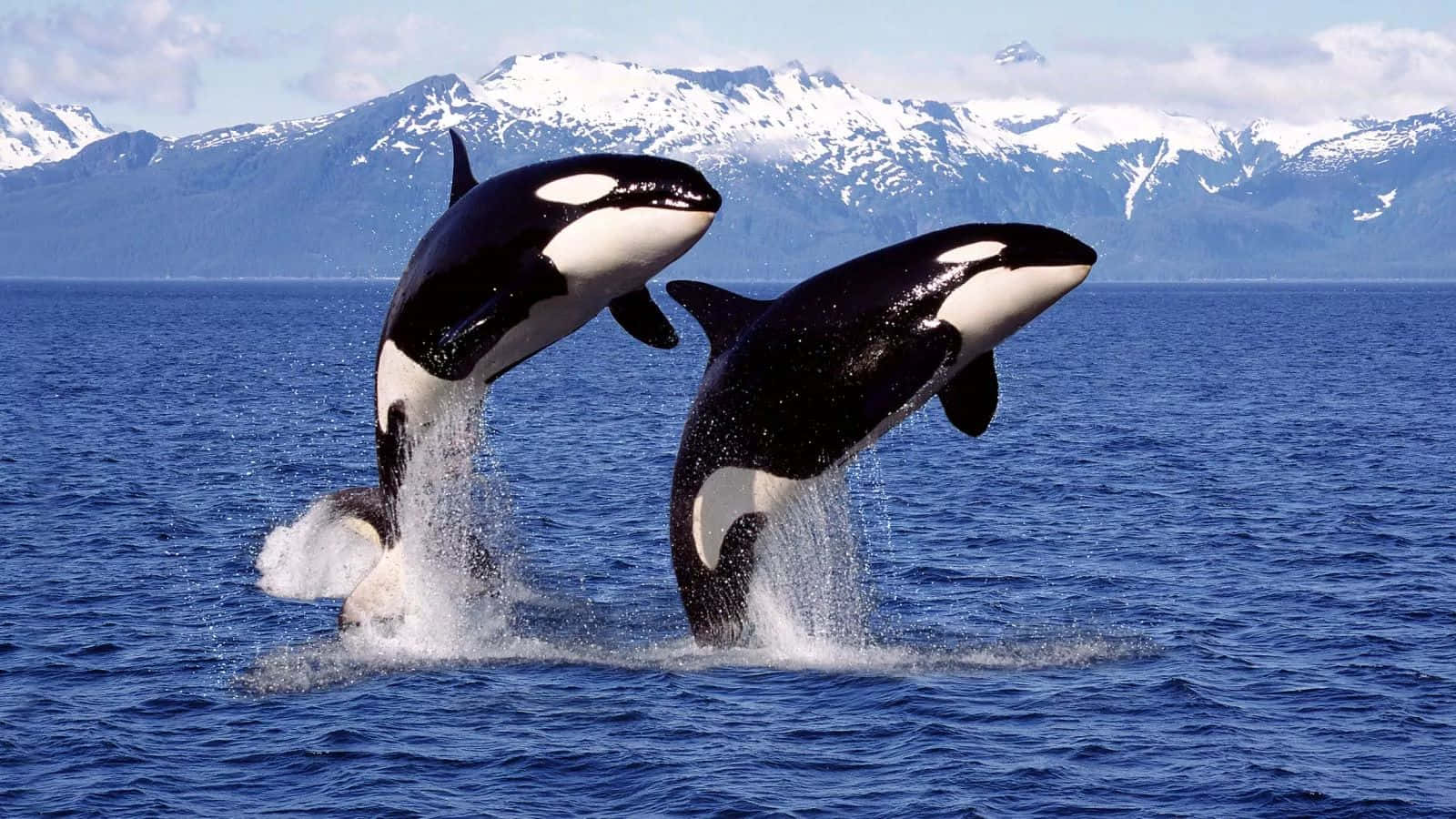 orcas, mountain backdrop, snowcapped mountains, HD Desktop Wallpaper