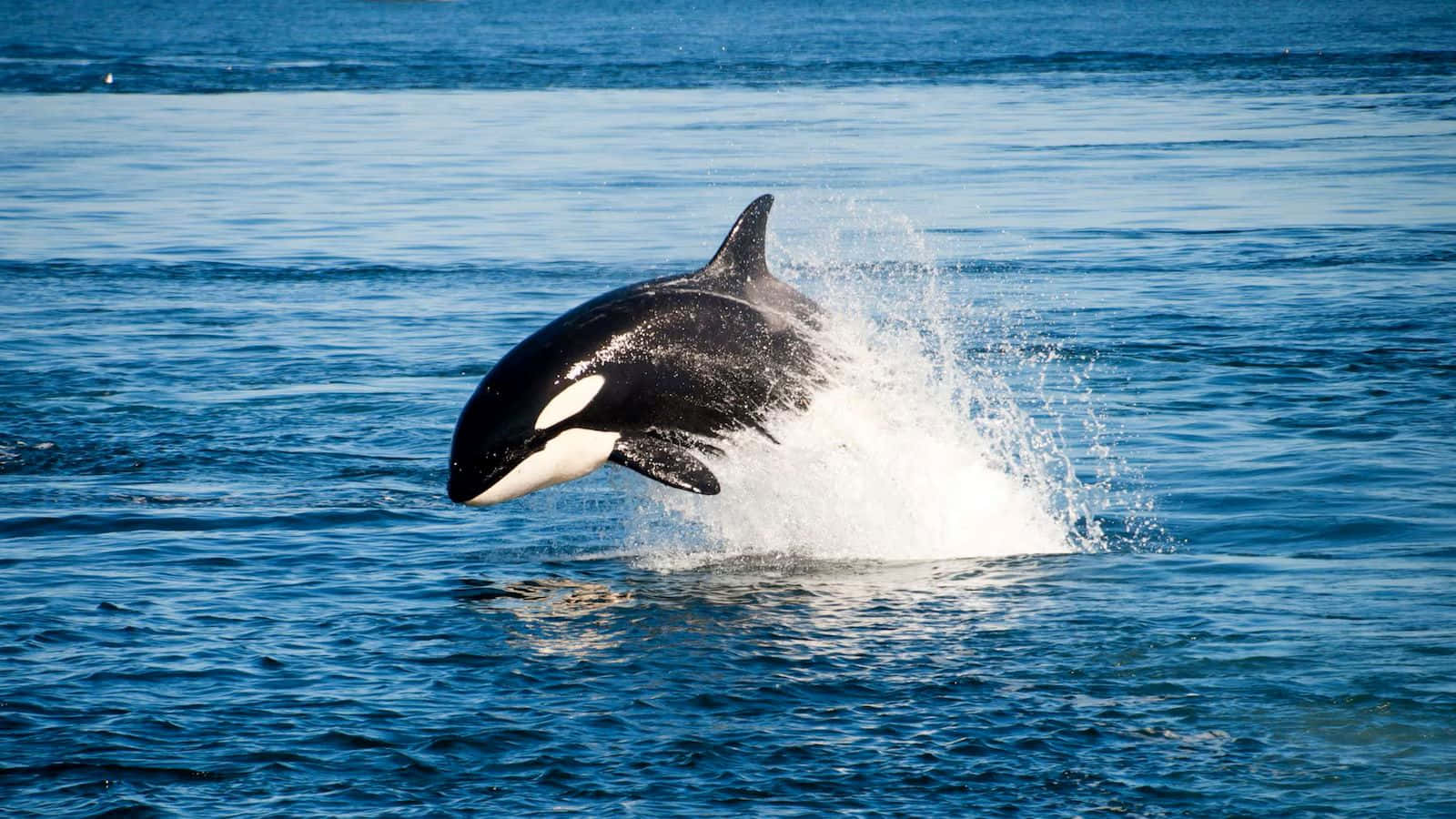 orca, leaping, deep blue ocean water, HD Desktop Wallpaper