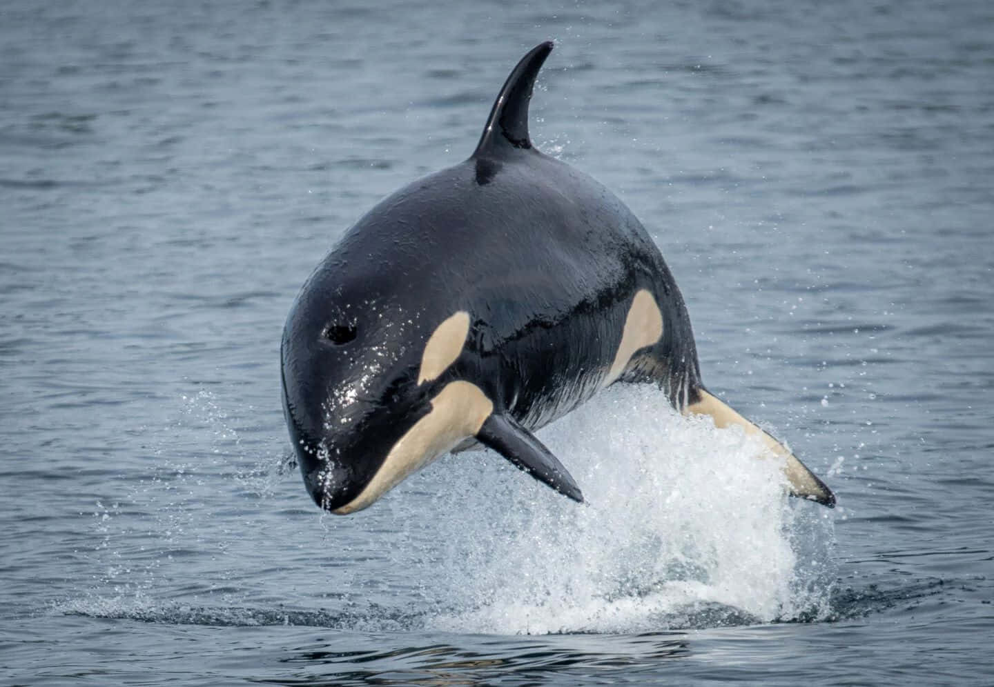 leaping orcain, ocean waters, gray ocean waters, HD Desktop Wallpaper