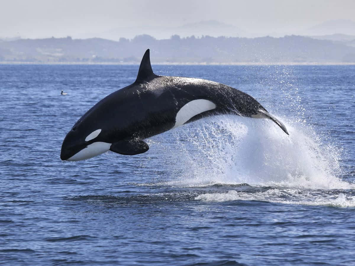 orca whale, leaping, deep blue ocean waters, SD Desktop Wallpaper