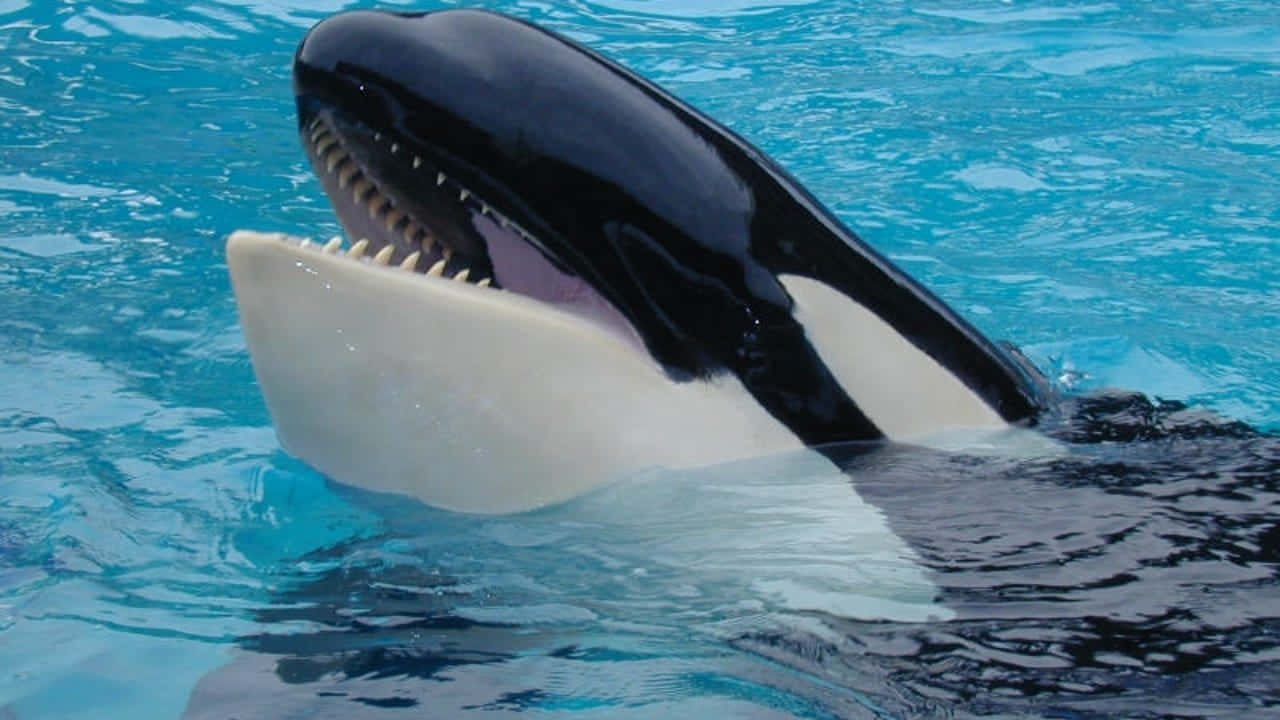 orca whale, breaching, clear blue water, HD Desktop Wallpaper