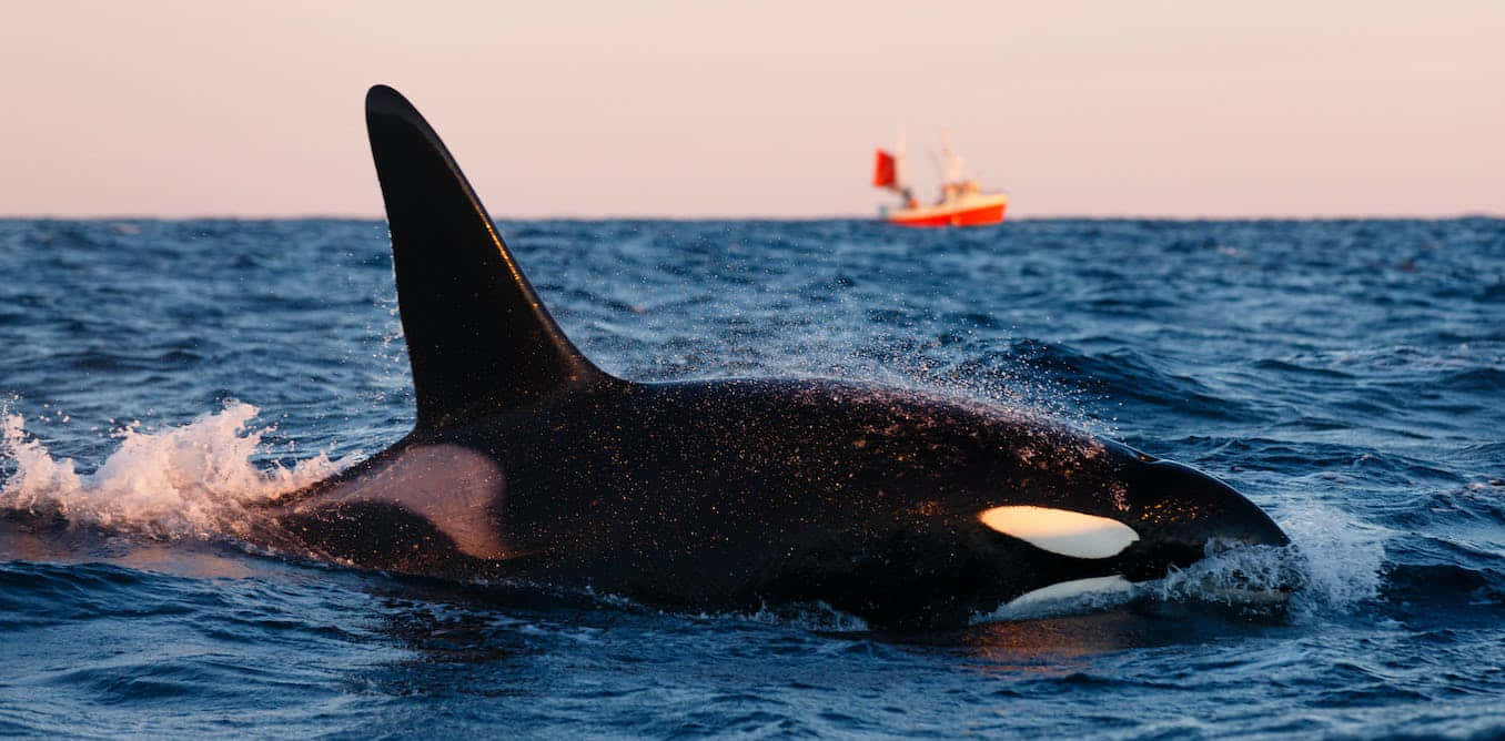 orca, sunset, ocean surface, HD Desktop Wallpaper