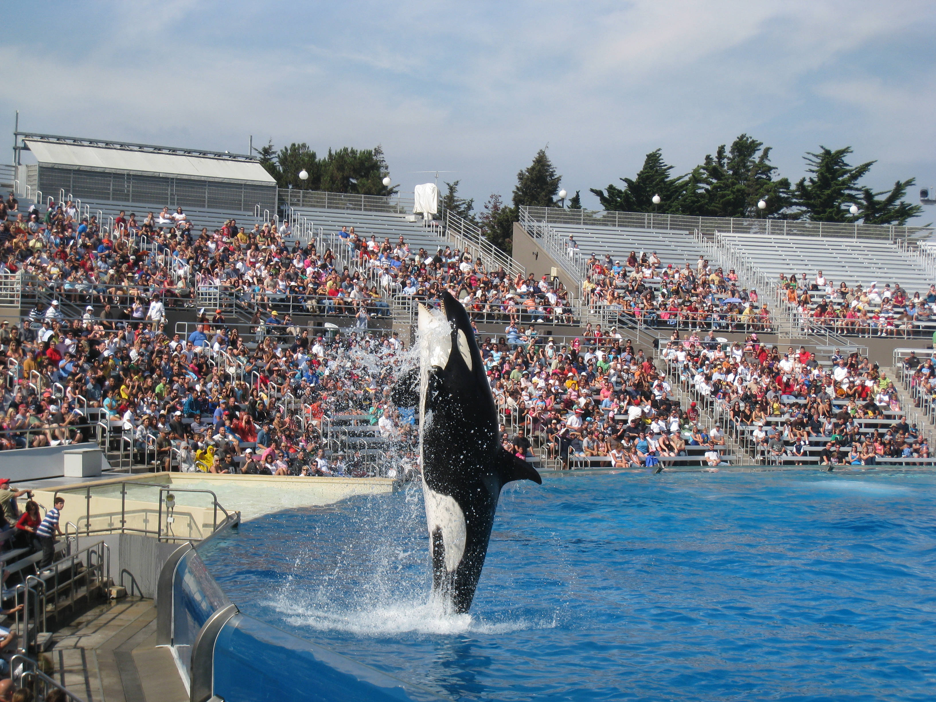 orca, breaches, vibrant blue water, 2K Desktop Wallpaper