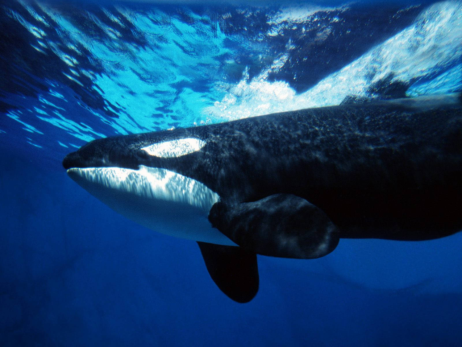 orca, underwater, deep blue ocean waters, HD Desktop Wallpaper